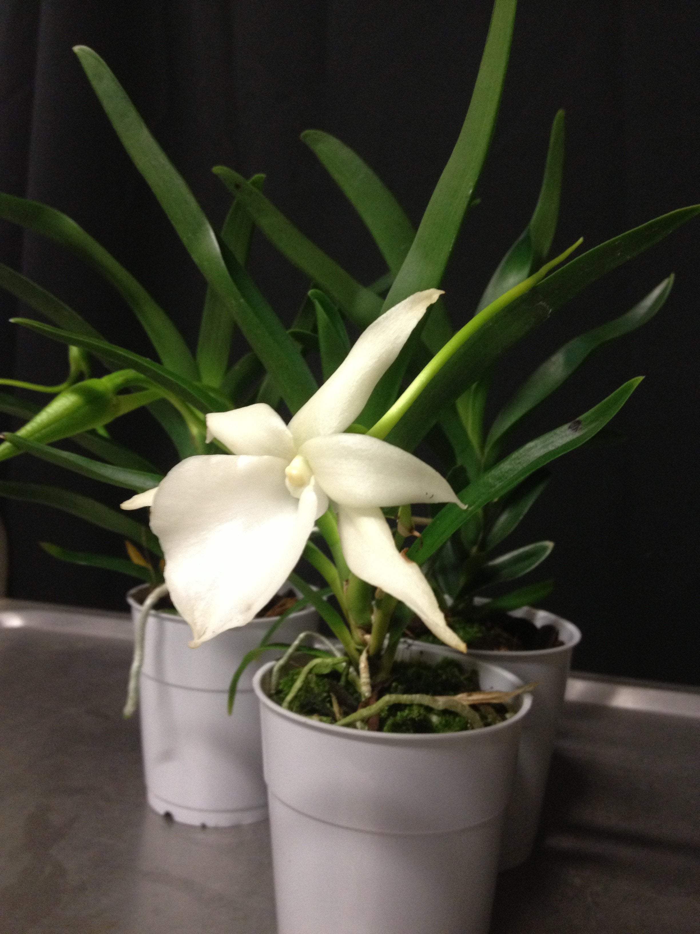 Angraecum Lady Lisa x Angraecum germinyanum