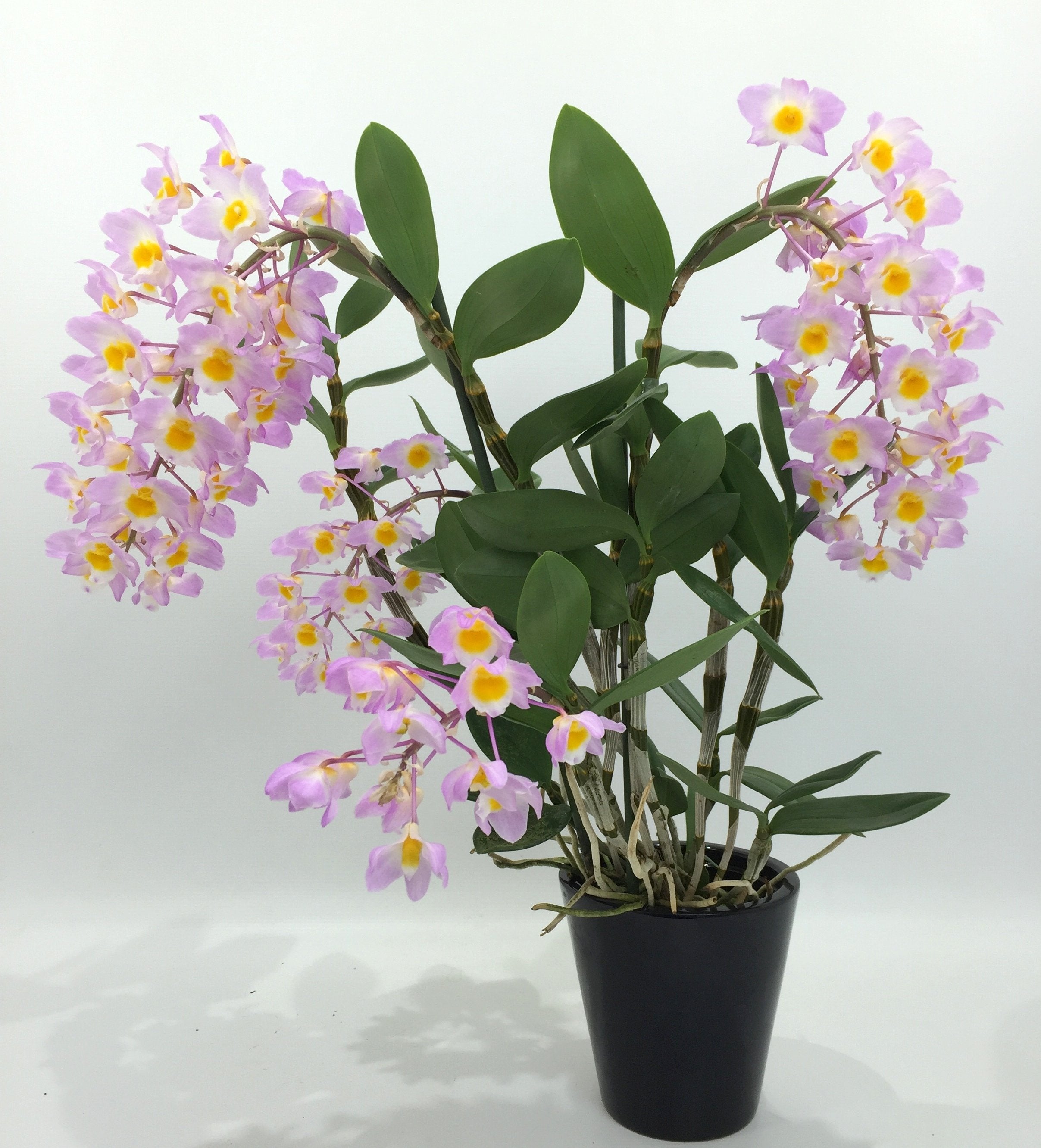 Dendrobium amabile "O'Brien 1909"