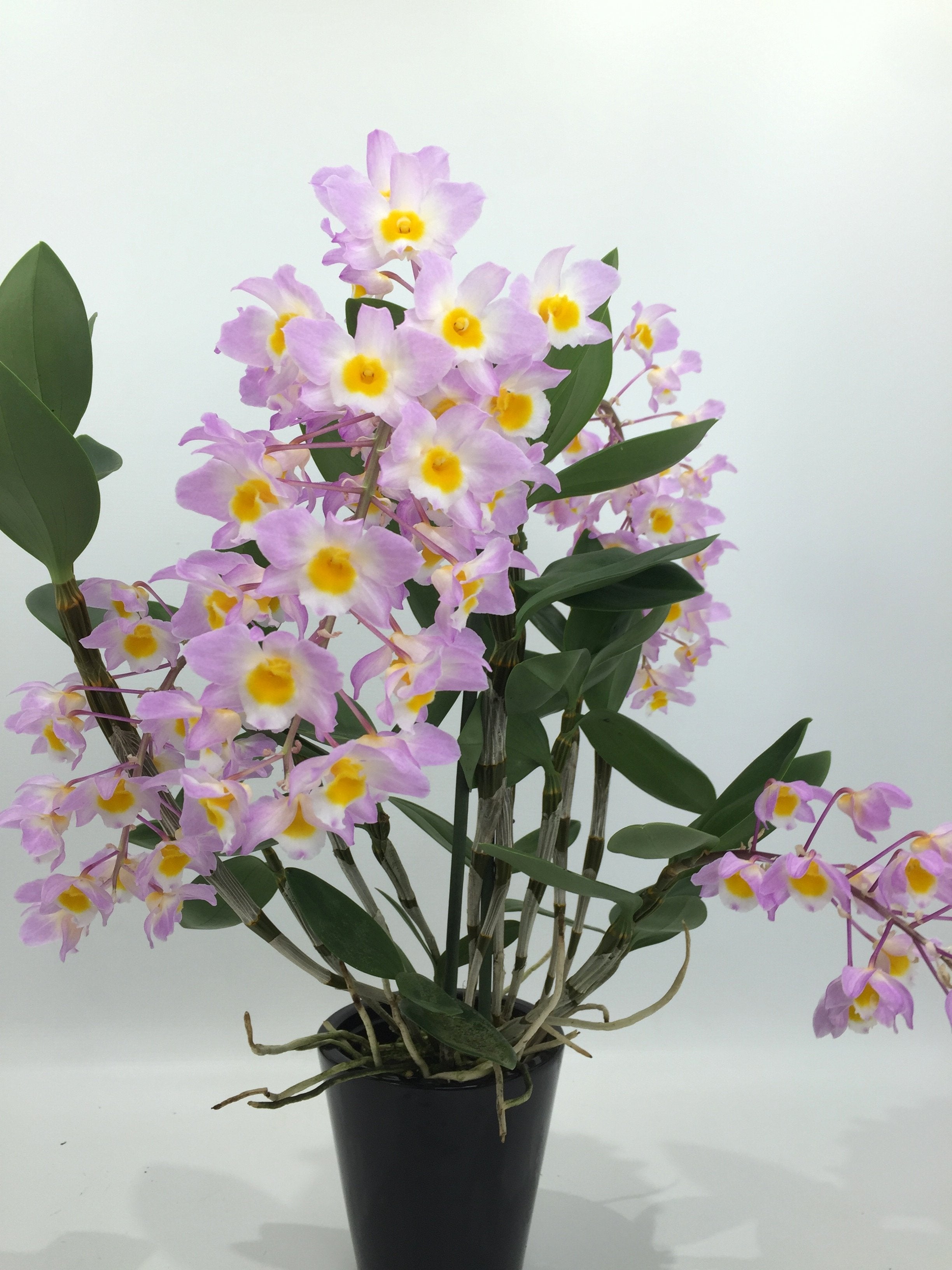 Dendrobium amabile "O'Brien 1909"