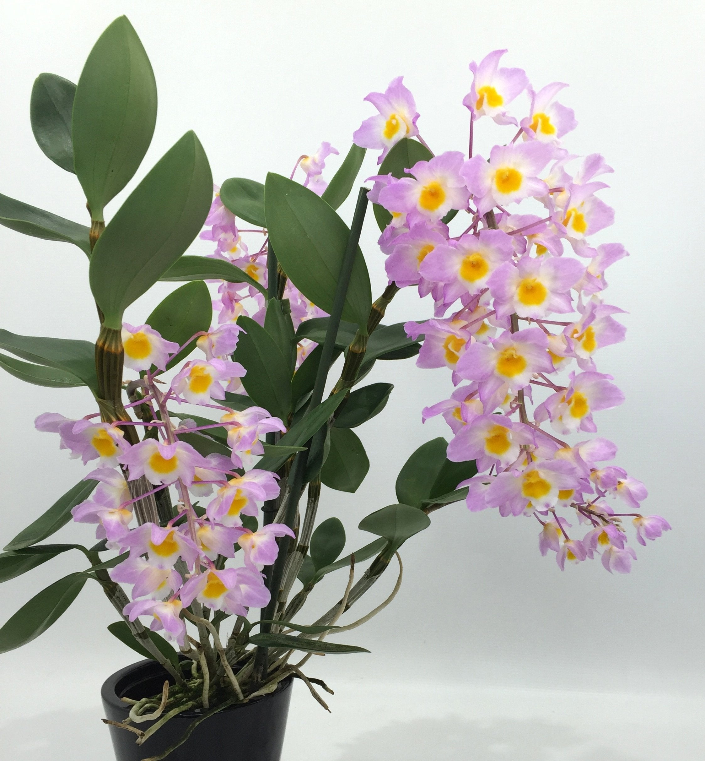 Dendrobium amabile "O'Brien 1909"