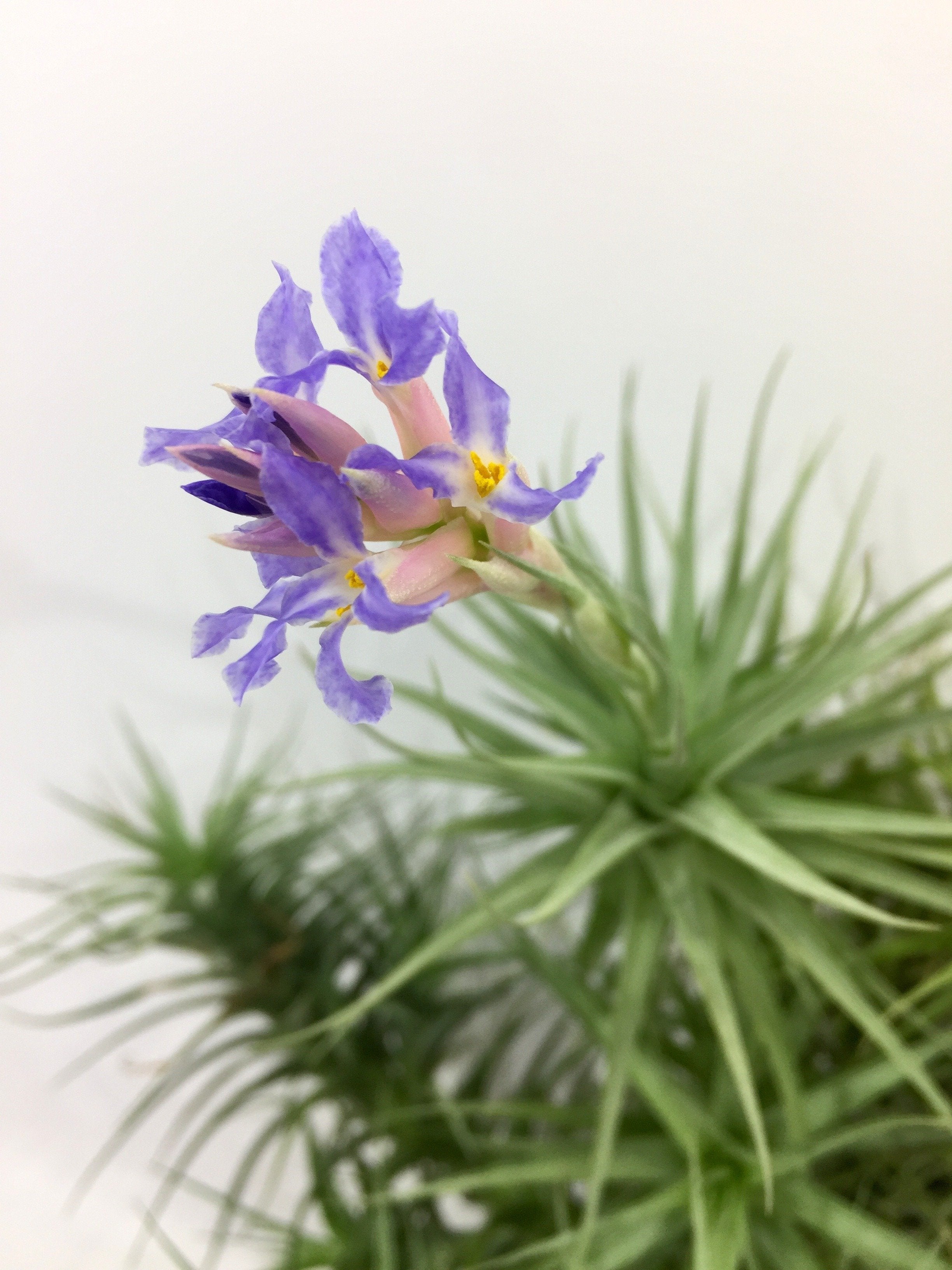 bergeri air plant Tillandsia bergeri "Clumb"