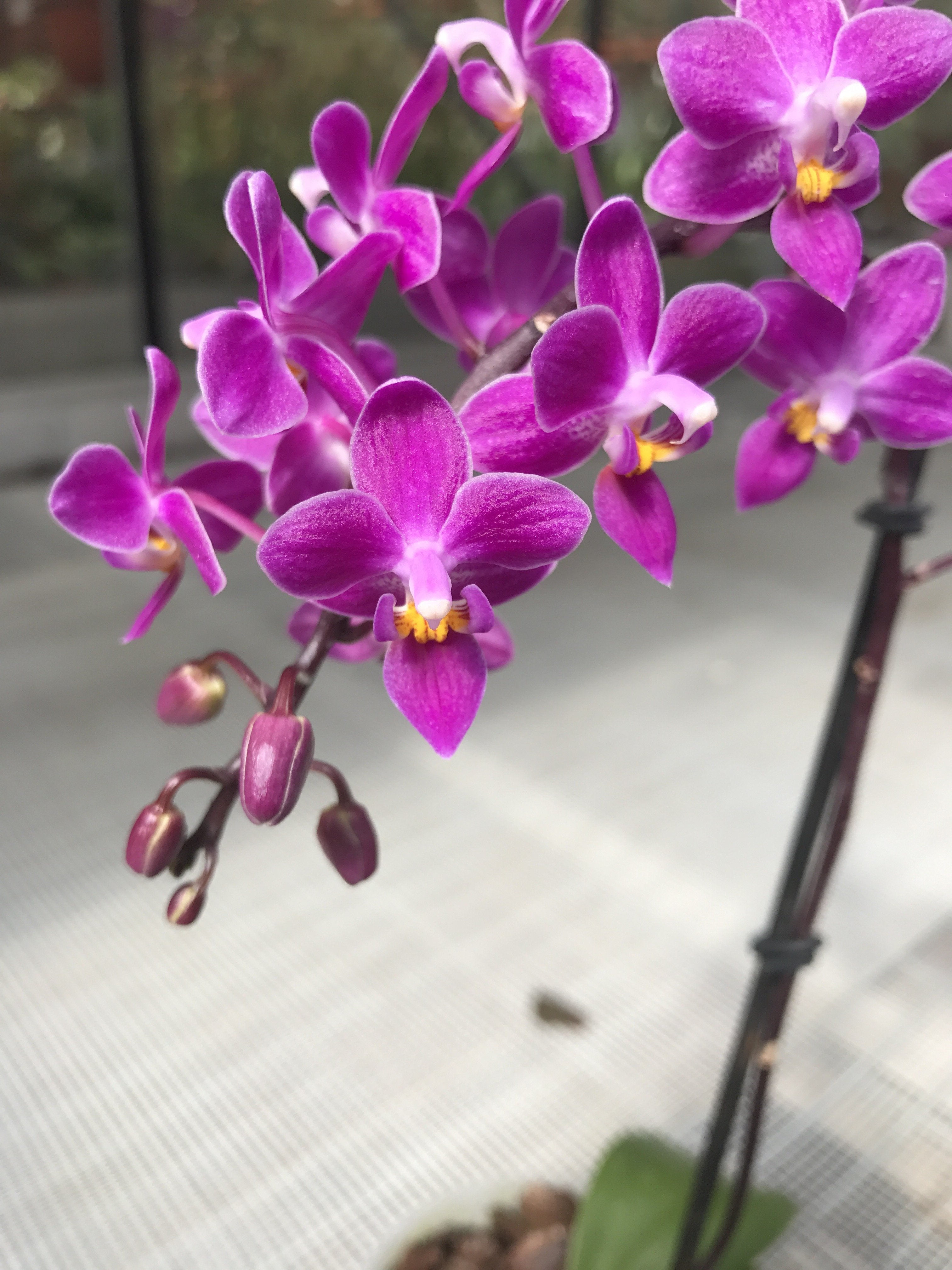 Phalaenopsis equestris "B#100" AM/AOS "Dunkelviolett"