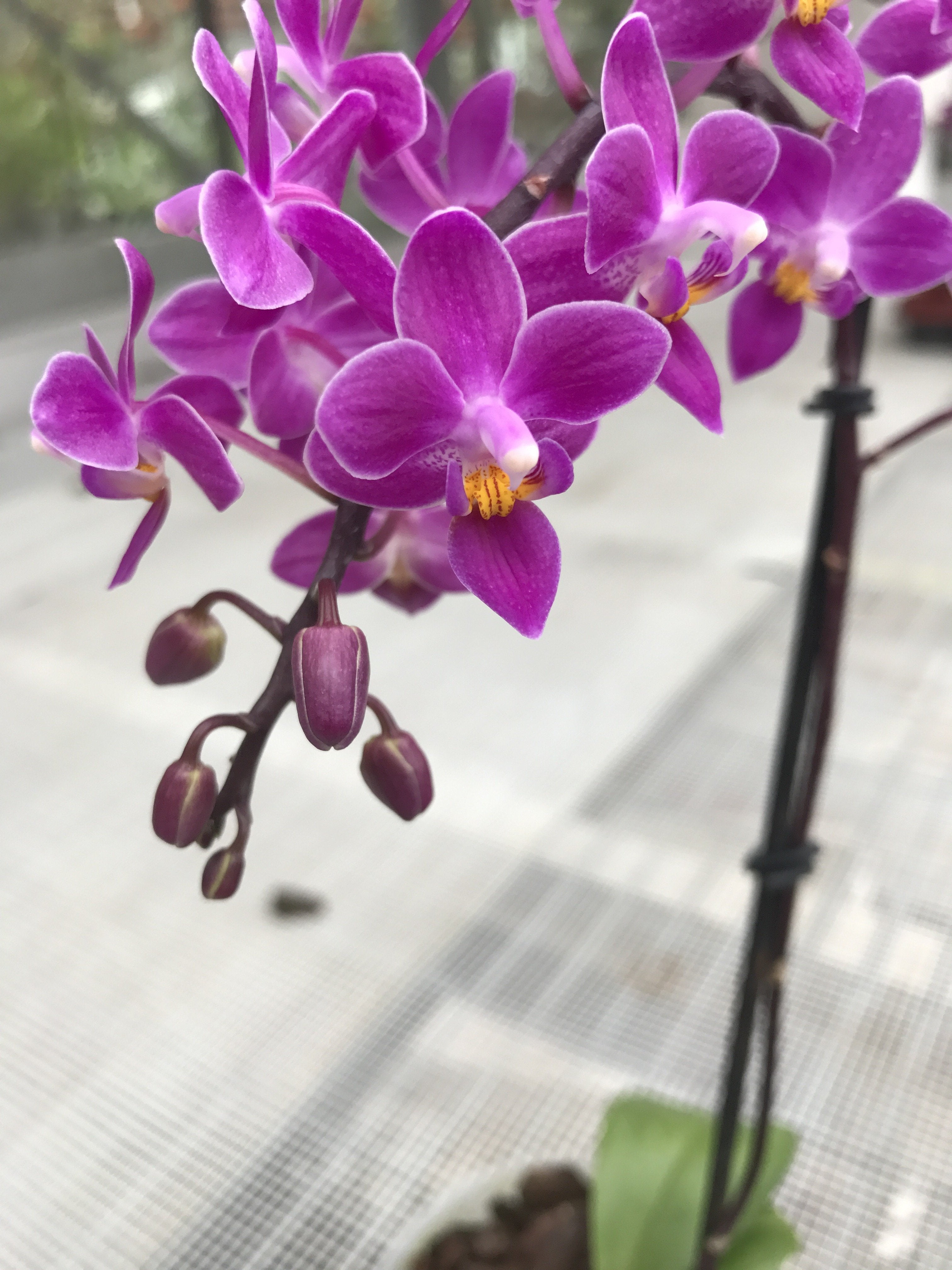 Phalaenopsis equestris "B#100" AM/AOS "Dunkelviolett"