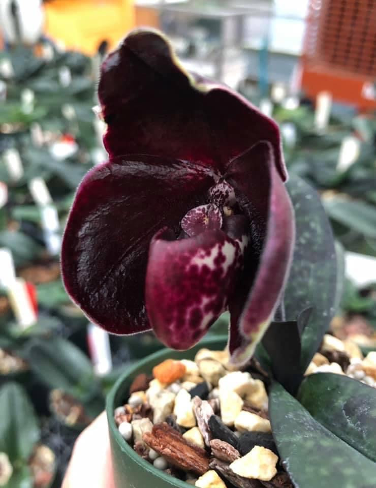 Paphiopedilum leucochilum ''Black'' ( Dark Galaxy) Big Plant