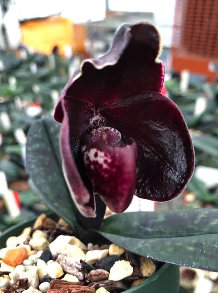 Paphiopedilum leucochilum ''Black'' ( Dark Galaxy) Big Plant
