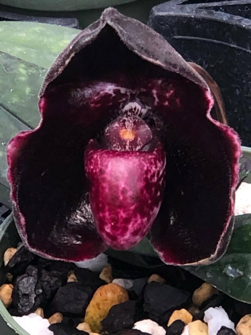 Paphiopedilum leucochilum ''Black'' ( Dark Galaxy) Big Plant