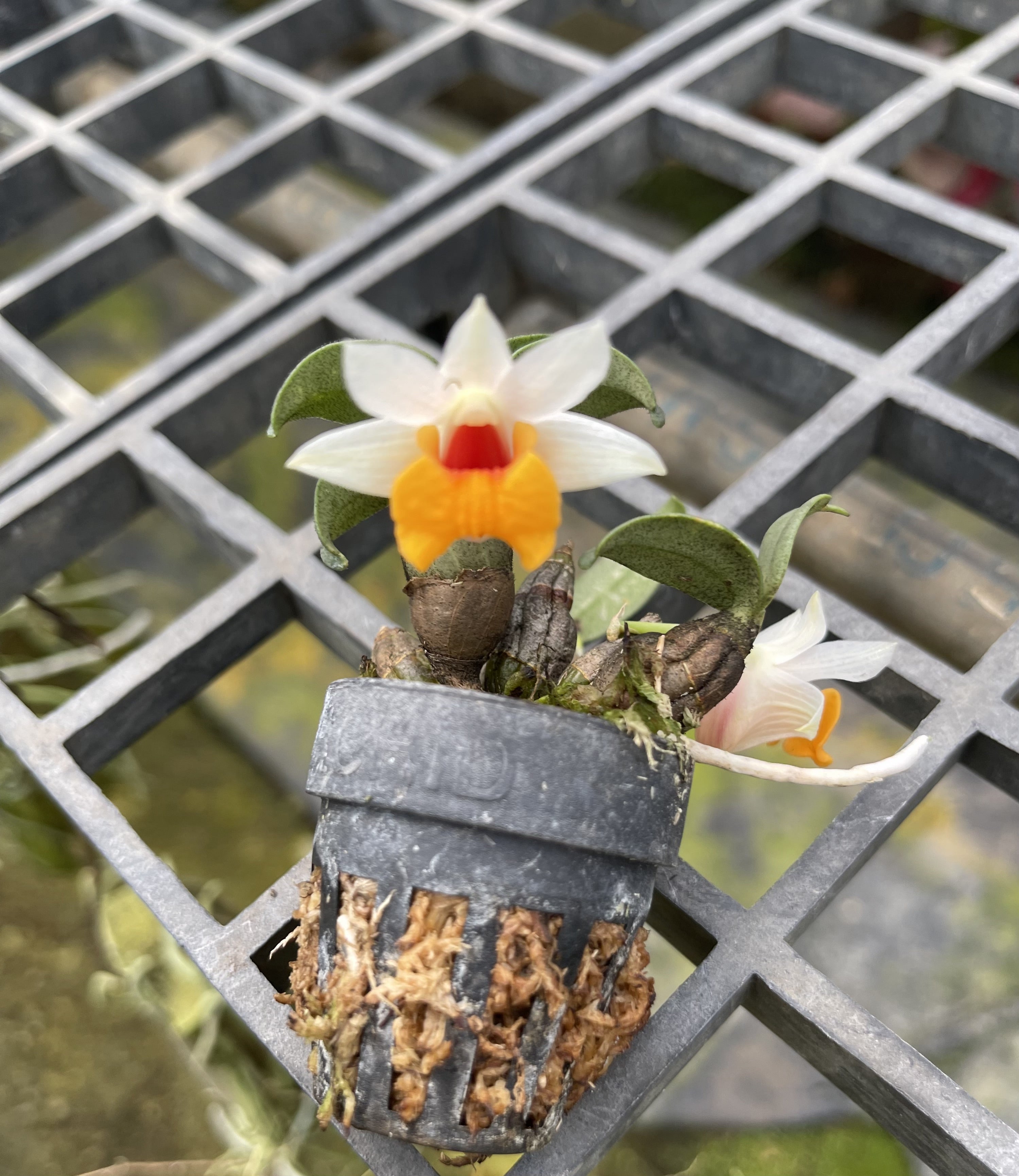 Dendrobium bellatulum