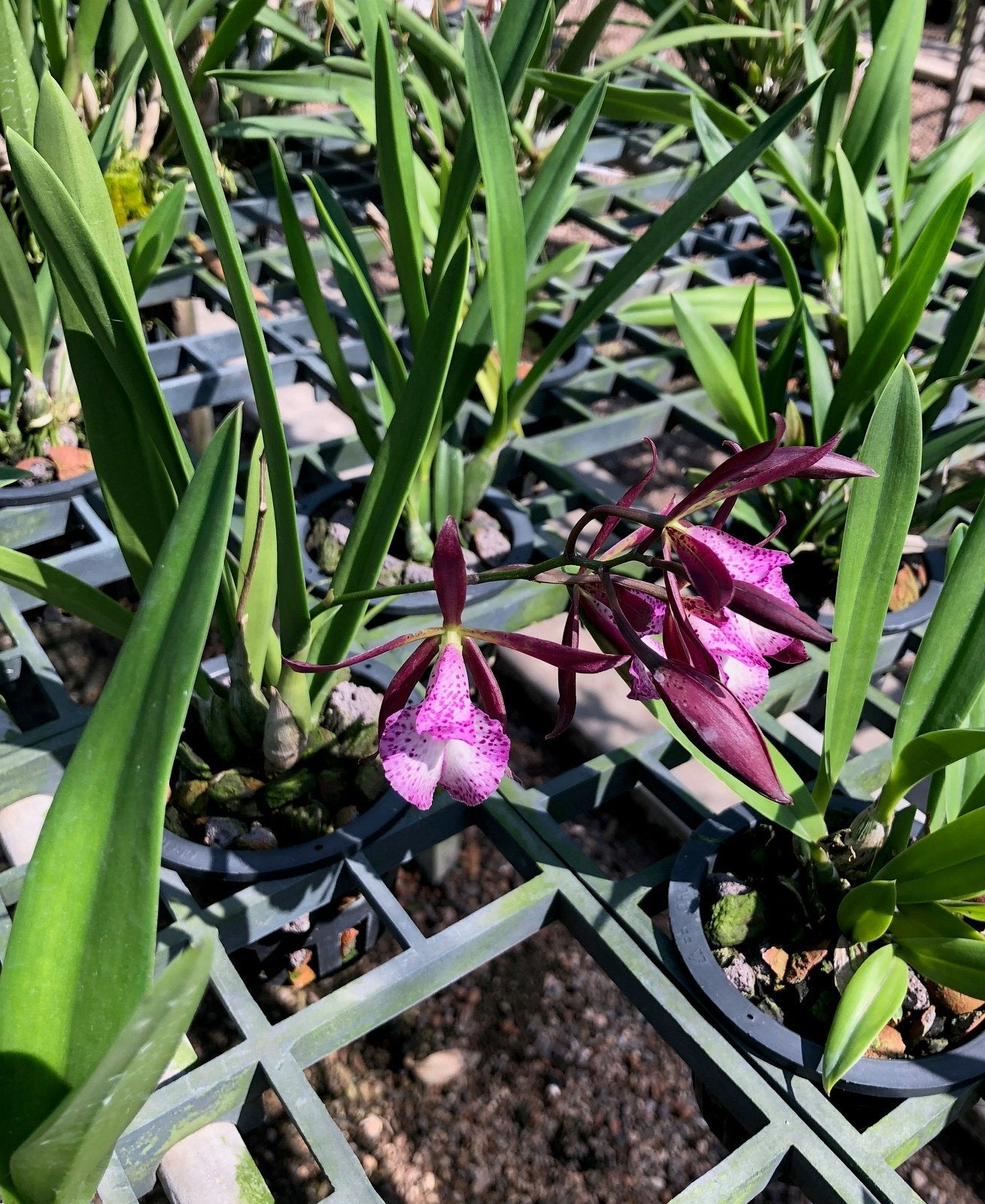 Brassavola Little Star x Encyclia alata-phonesia