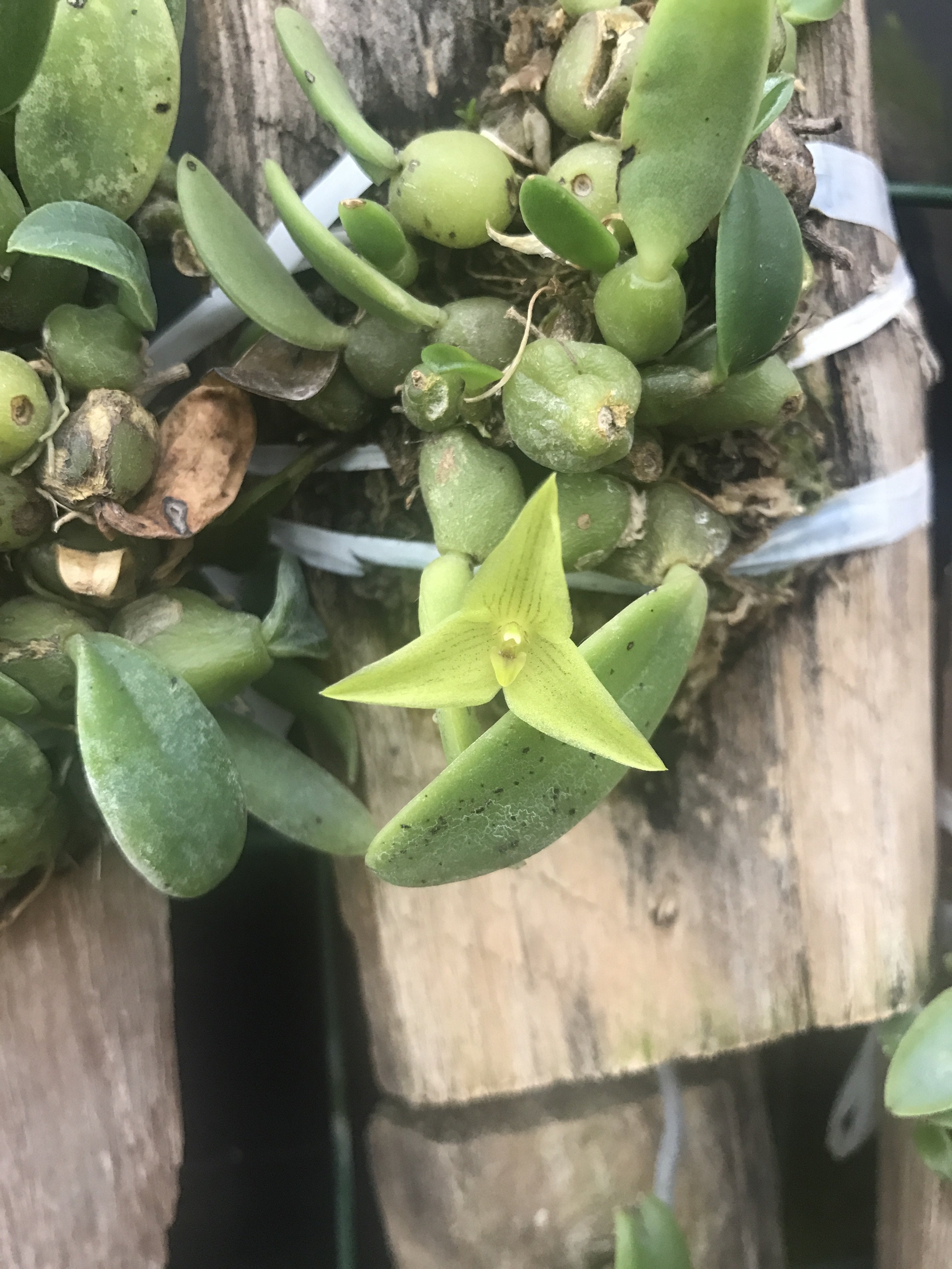 Trias oblonga "Groß"