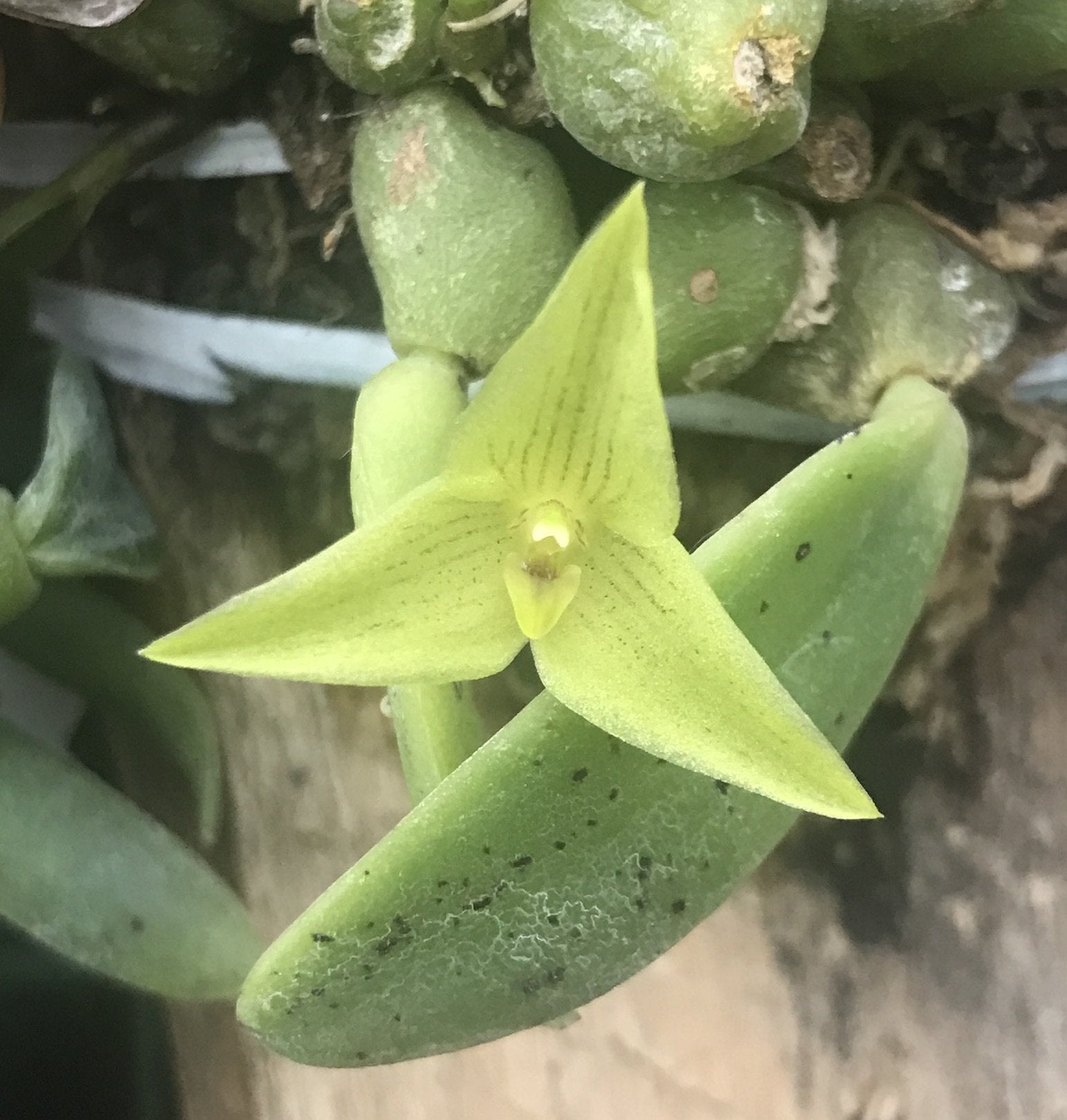 Trias oblonga "Groß"