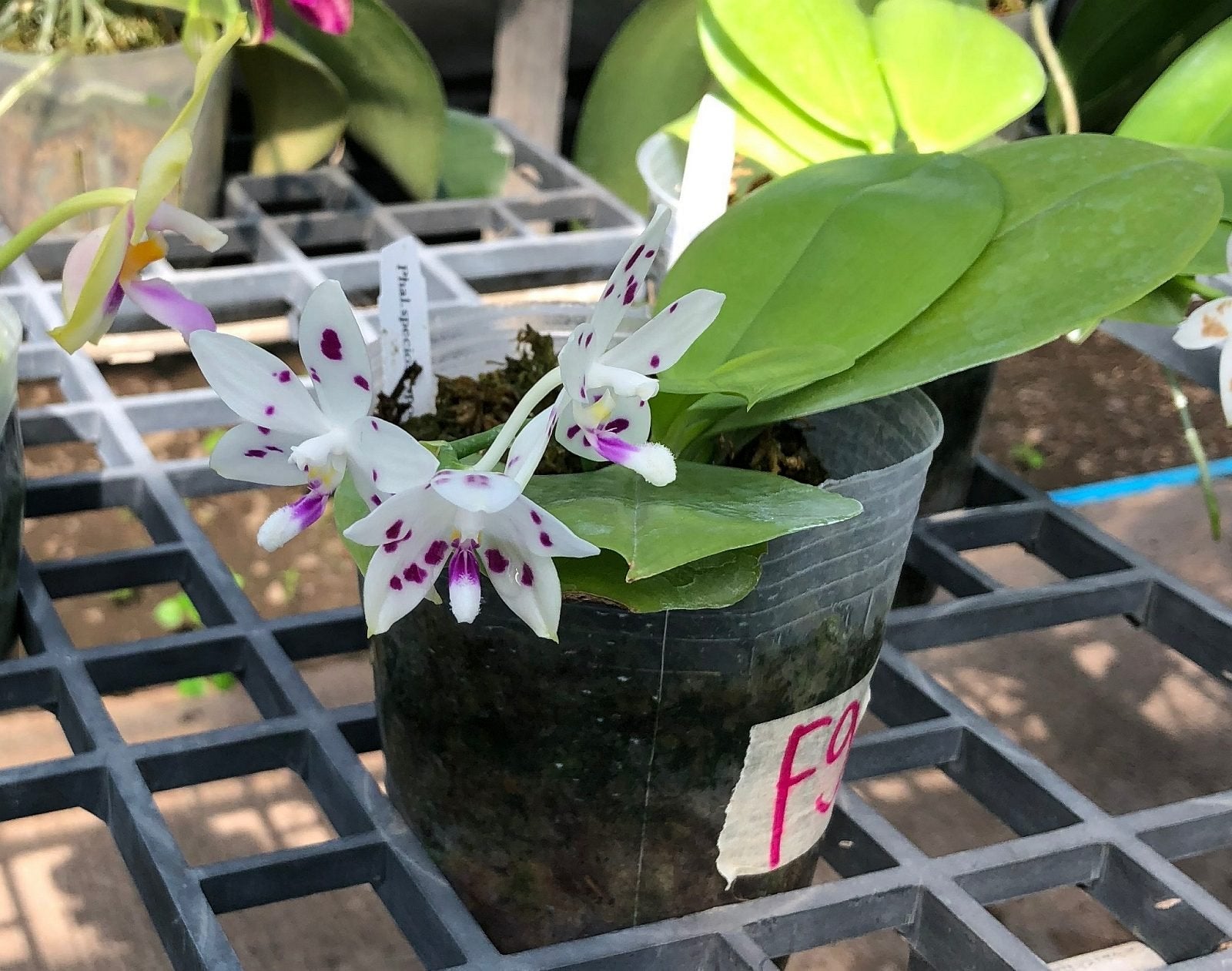 Phalaenopsis speciosa "Spot #1"