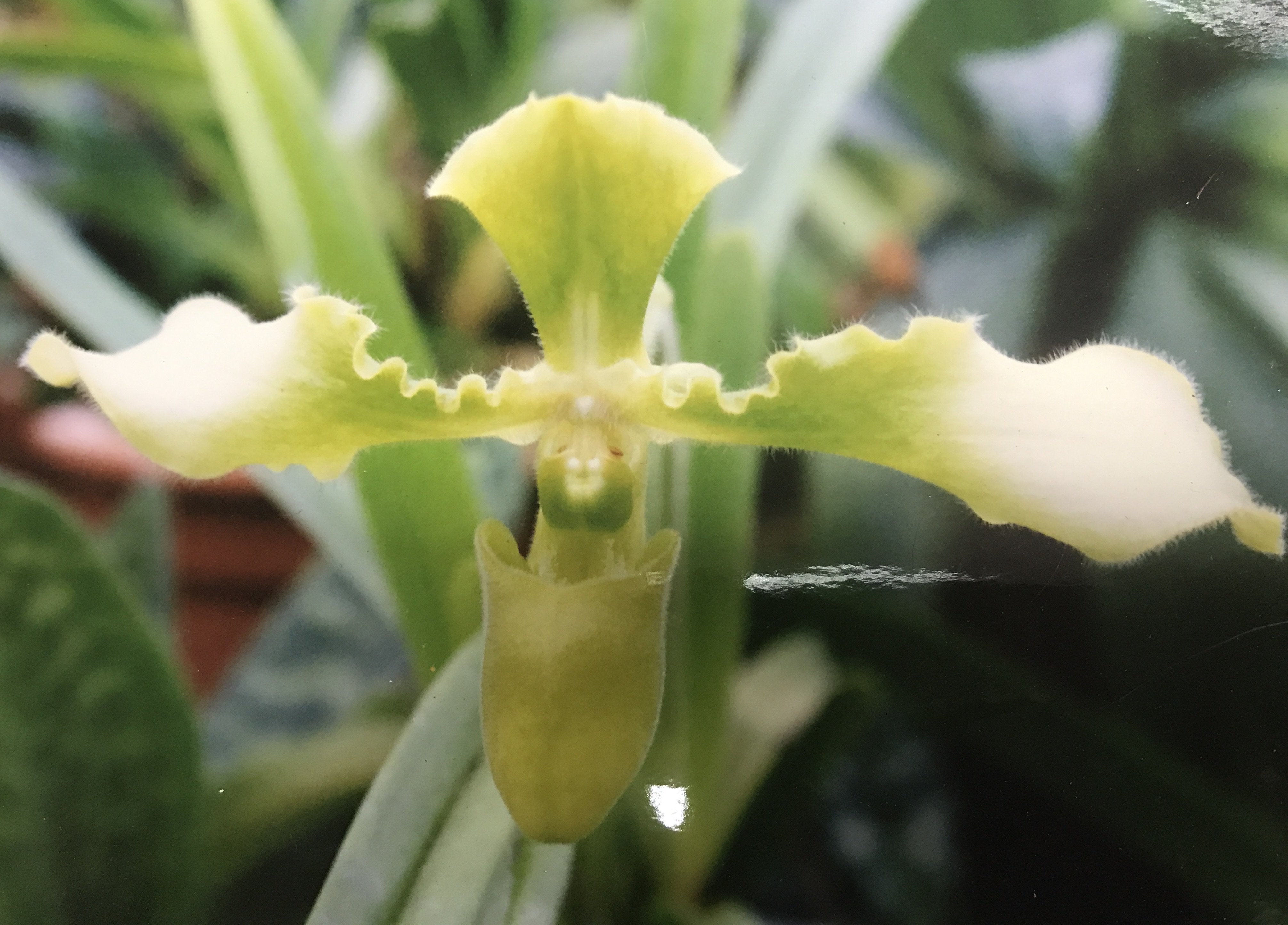 Paphiopedilum esquirolei alba "Groß pflanze"