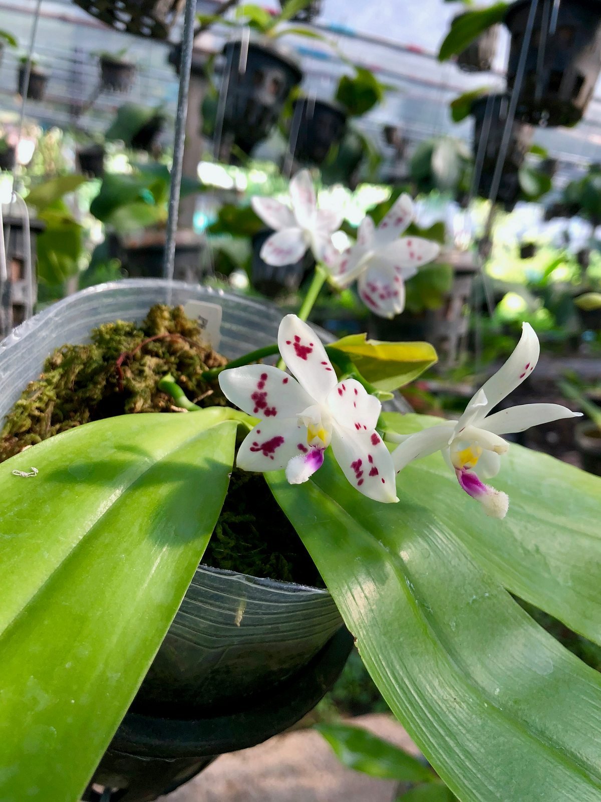 Phalaenopsis speciosa "Spot #1"