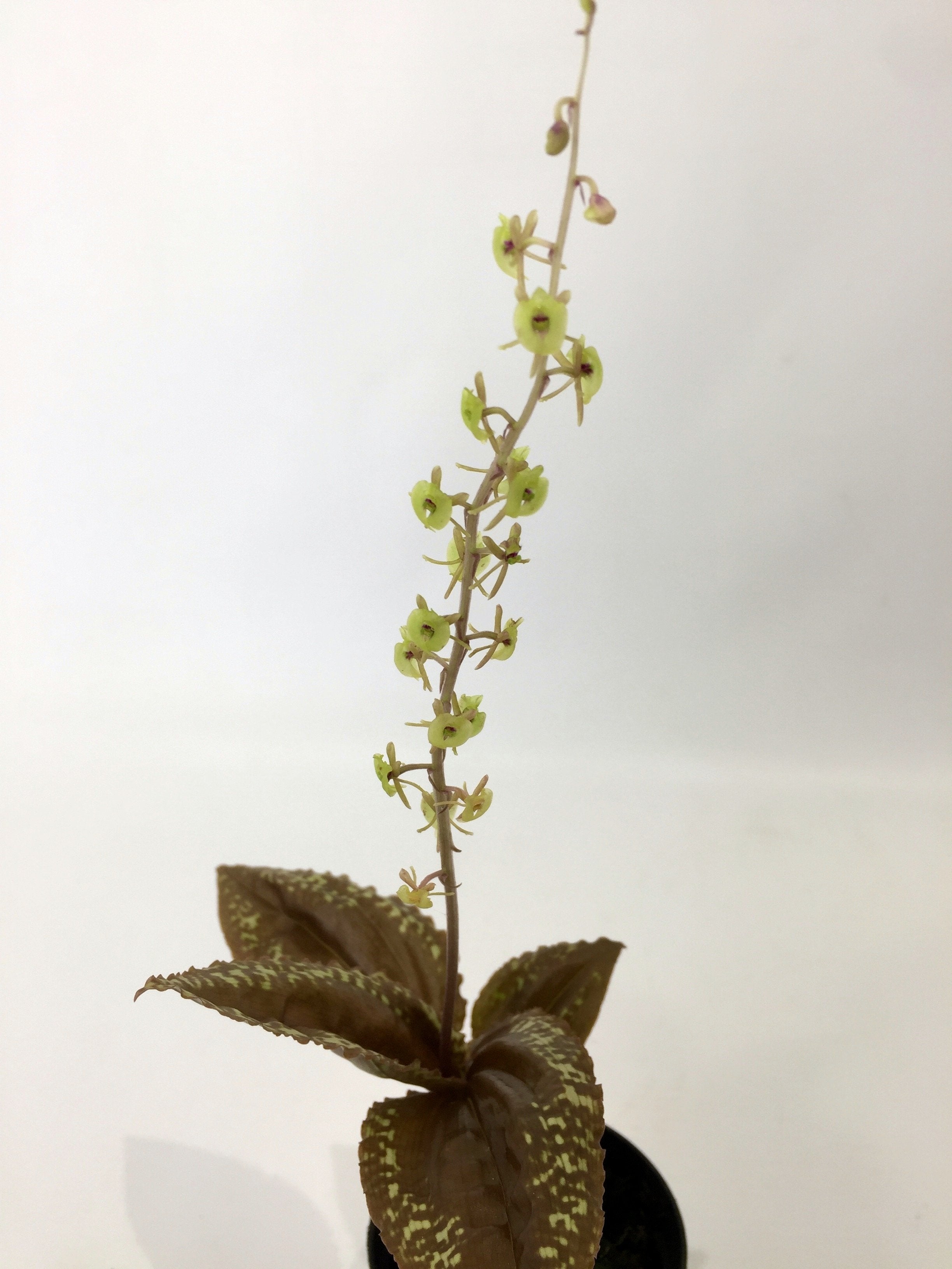 Crepidium calophyllum