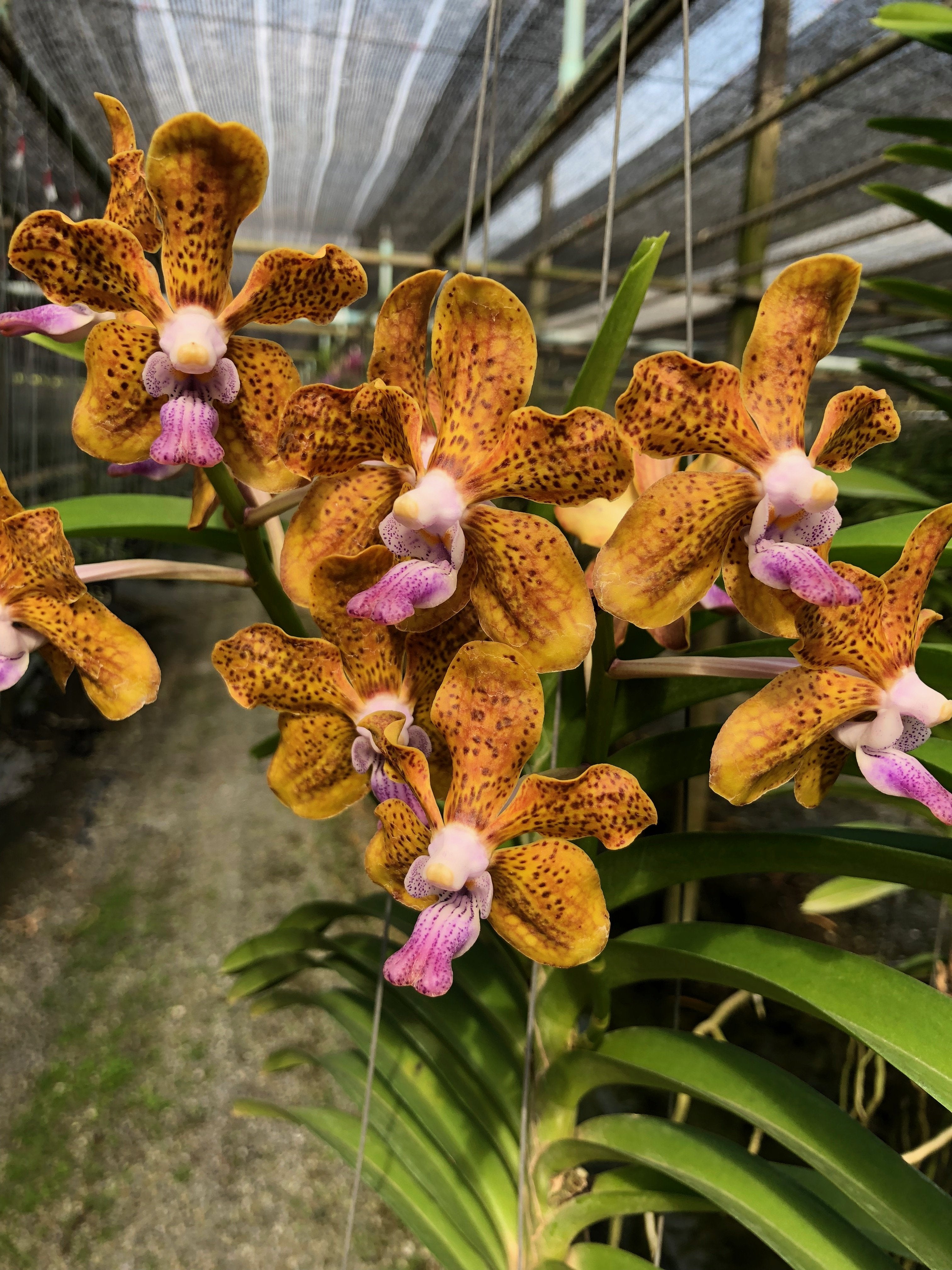 Vanda Denis Fragrance x Vanda tessellata