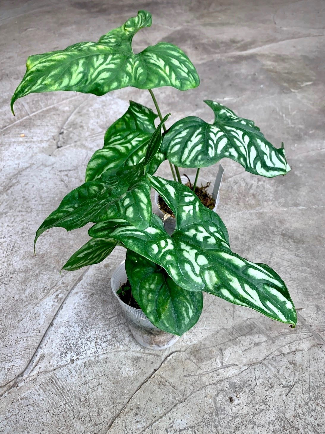 Cercestis mirabilis (Medium Plant)