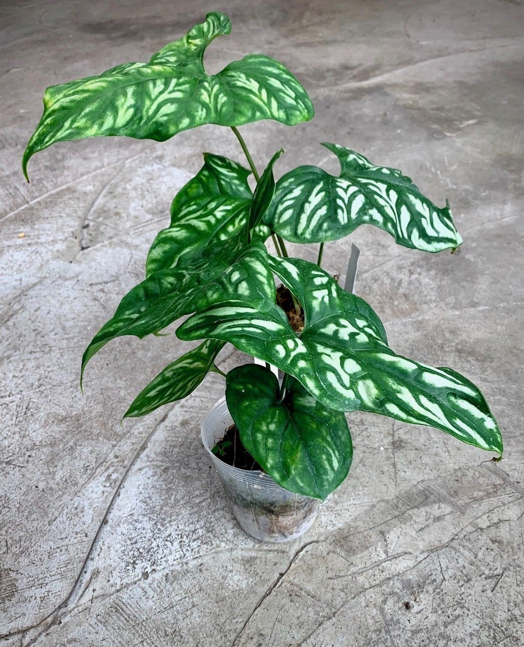 Cerestis mirabillis plant store rare houseplants