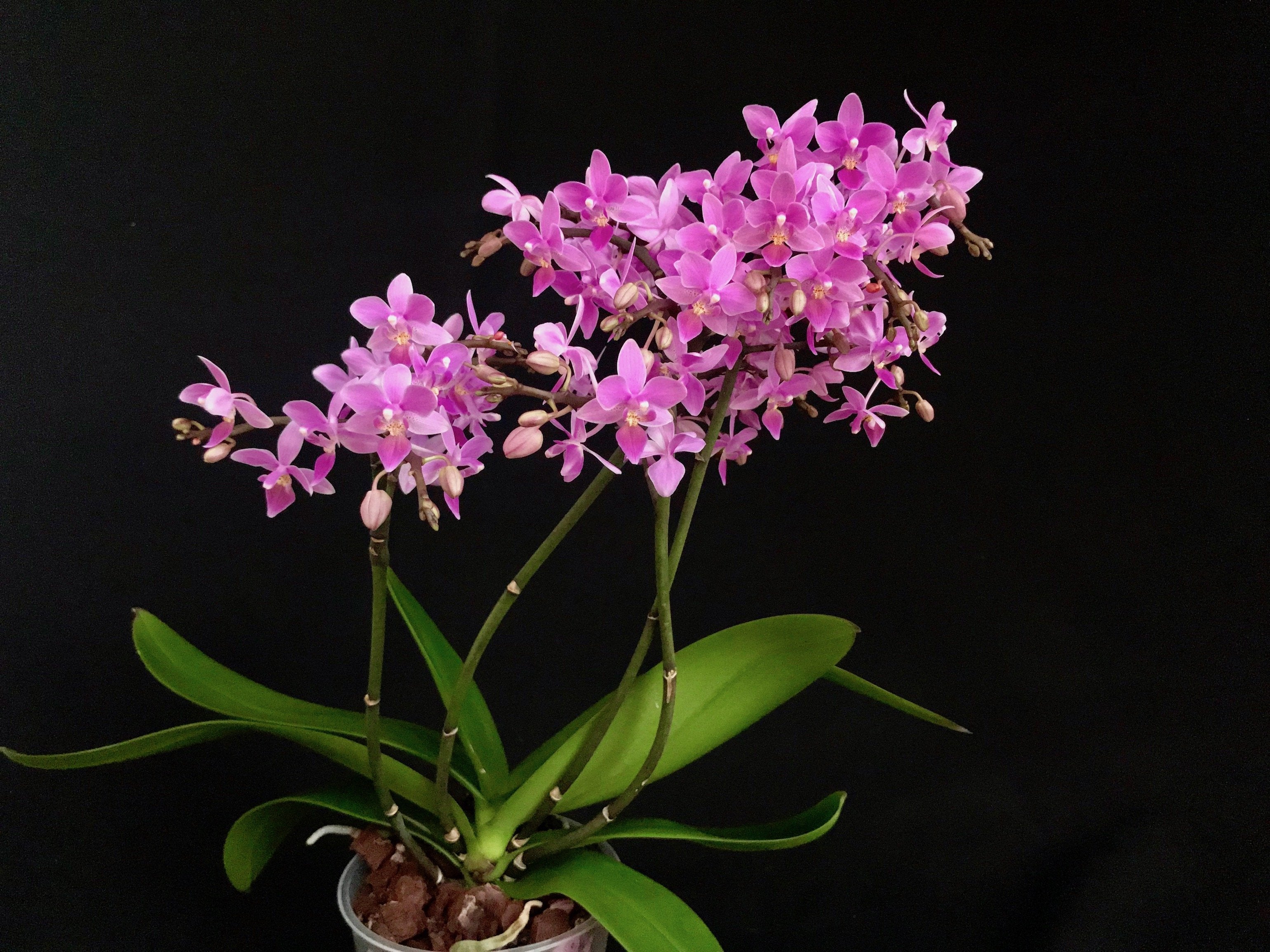 Phalaenopsis equestris "Pink Graz"