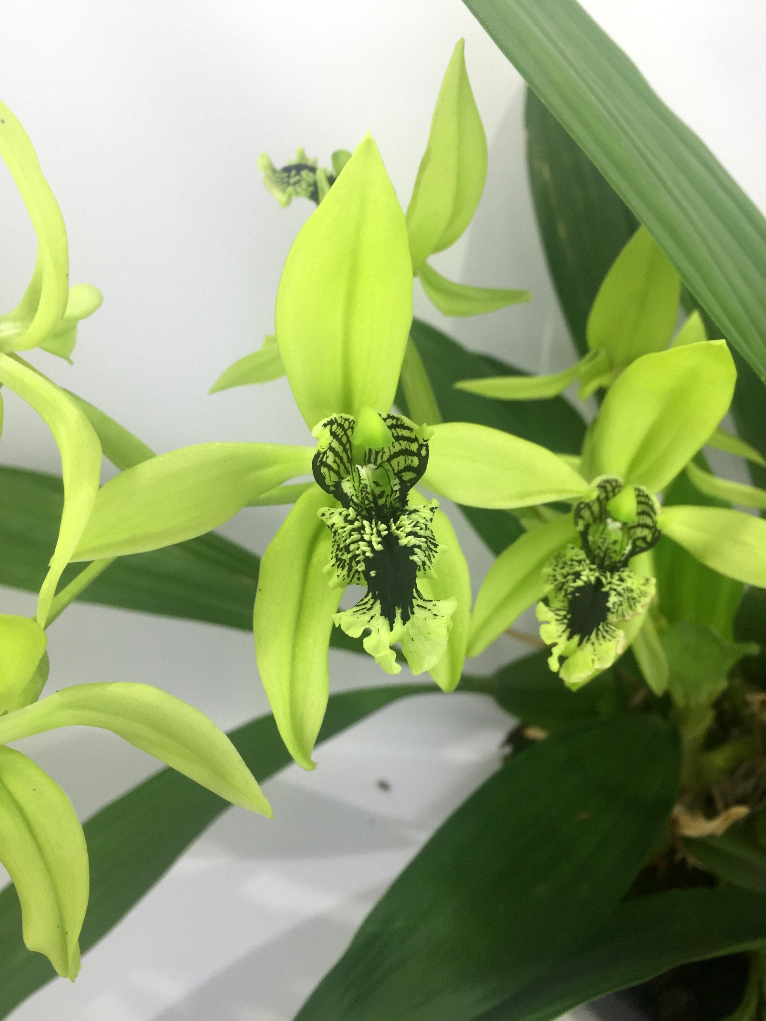 Coelogyne pandurata