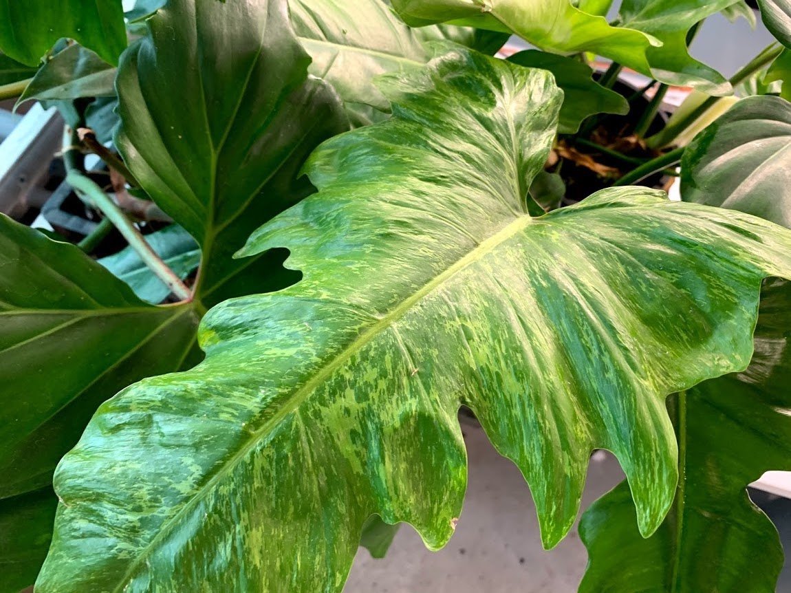 Philodendron "Golden Dragon" Groß pflanze