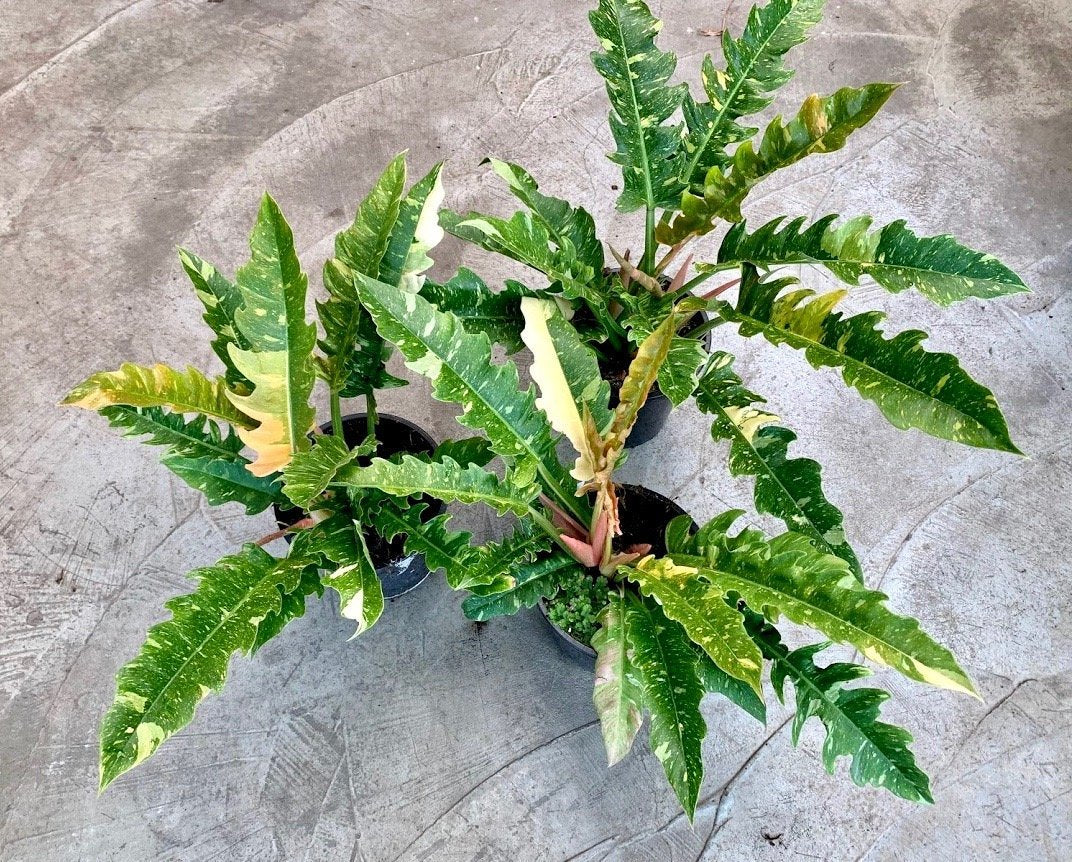 Philodendron "Ring Of Fire" 5-7 Leaves