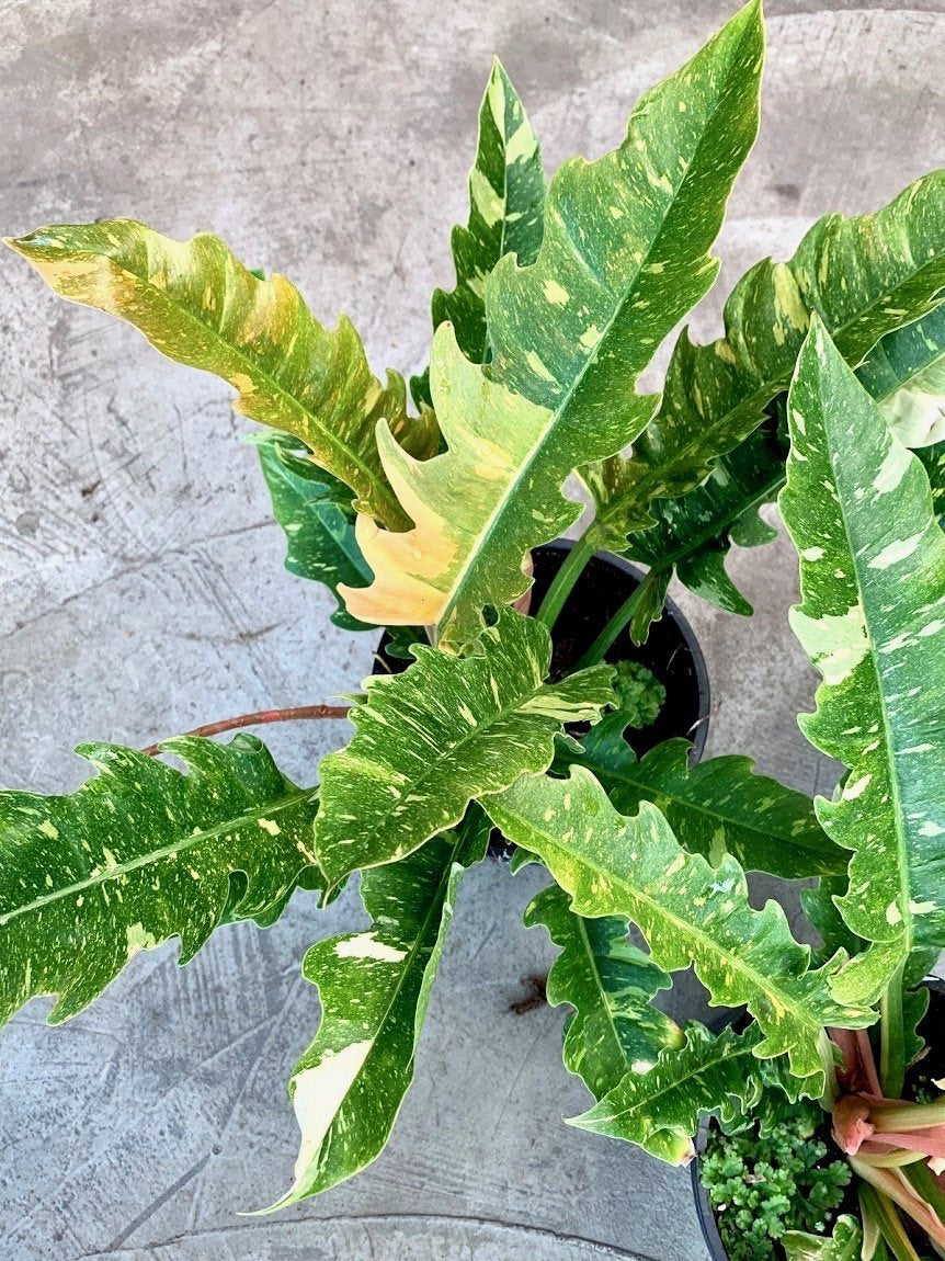 Philodendron "Ring Of Fire" 5-7 Leaves