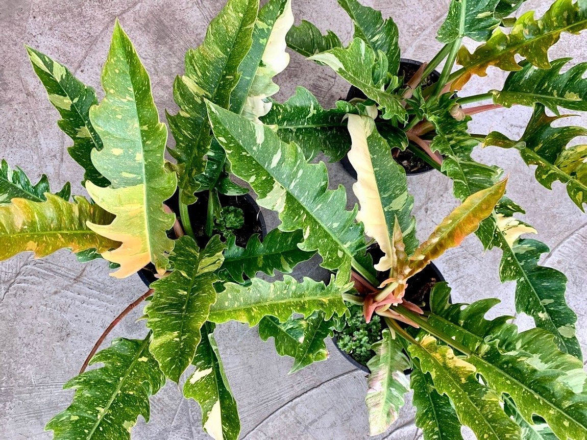 Philodendron "Ring Of Fire" 4 Leaves (Small Plant)