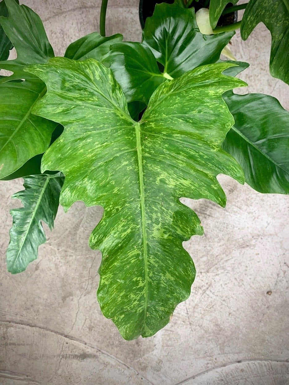 Philodendron "Golden Dragon" Groß pflanze