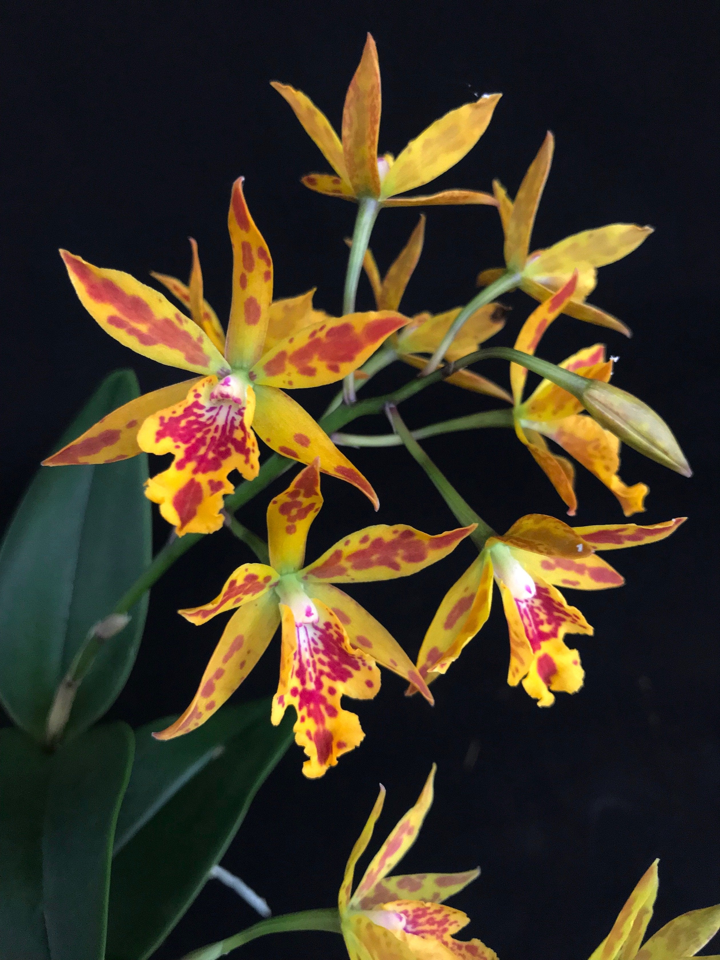 Epicattleya Volcano Trick x LC. Janet Sparkle