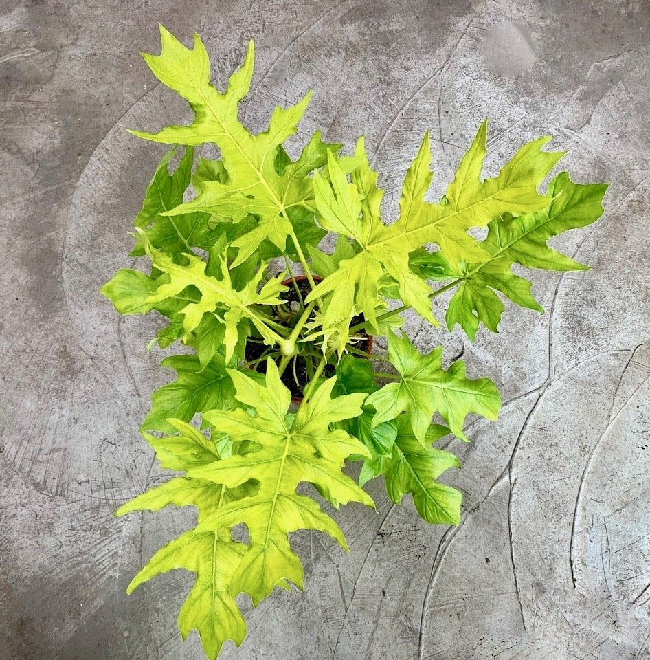 Philodendron warscewiczii Aurea Flavum