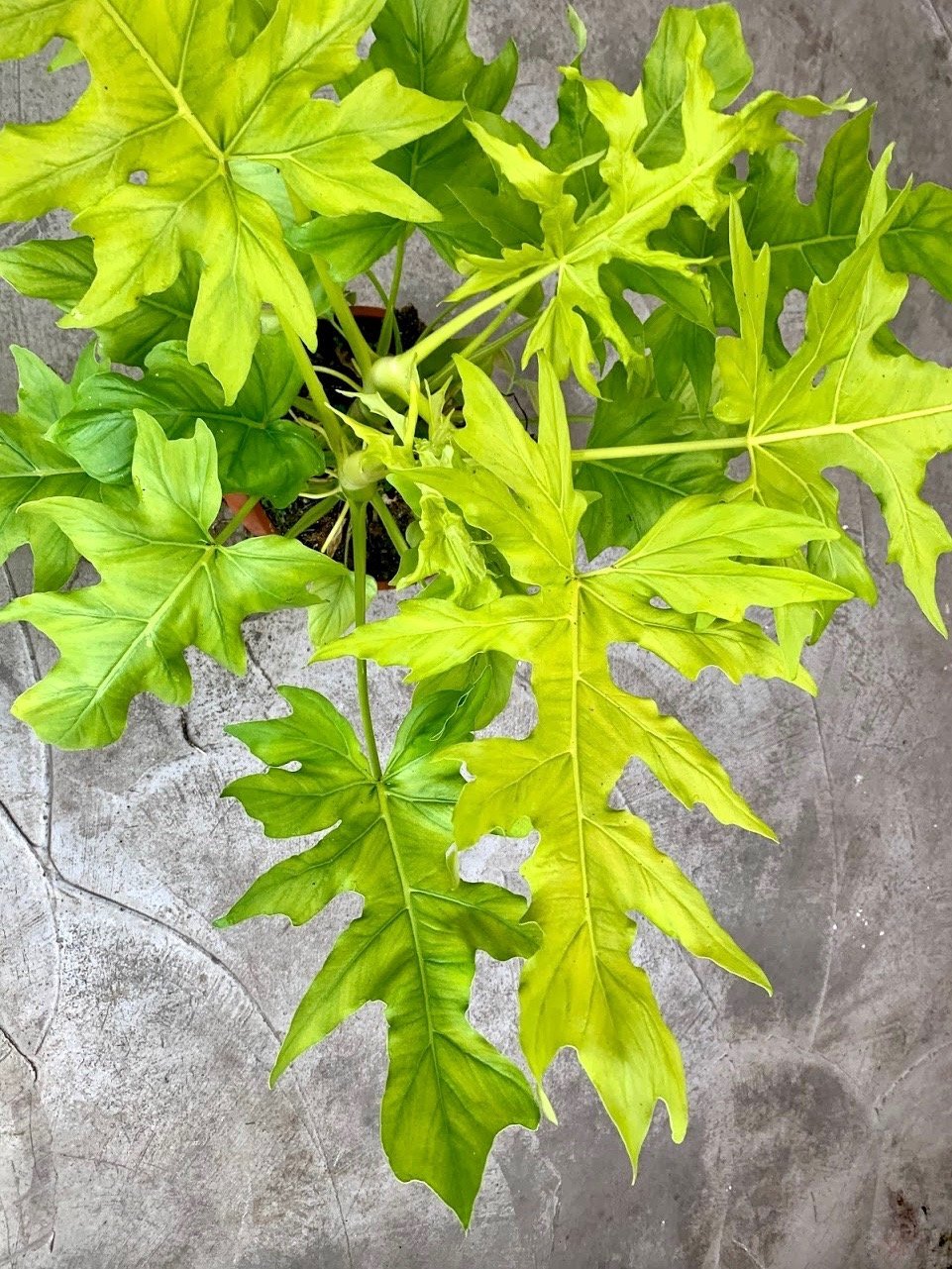 Philodendron warscewiczii Aurea Flavum