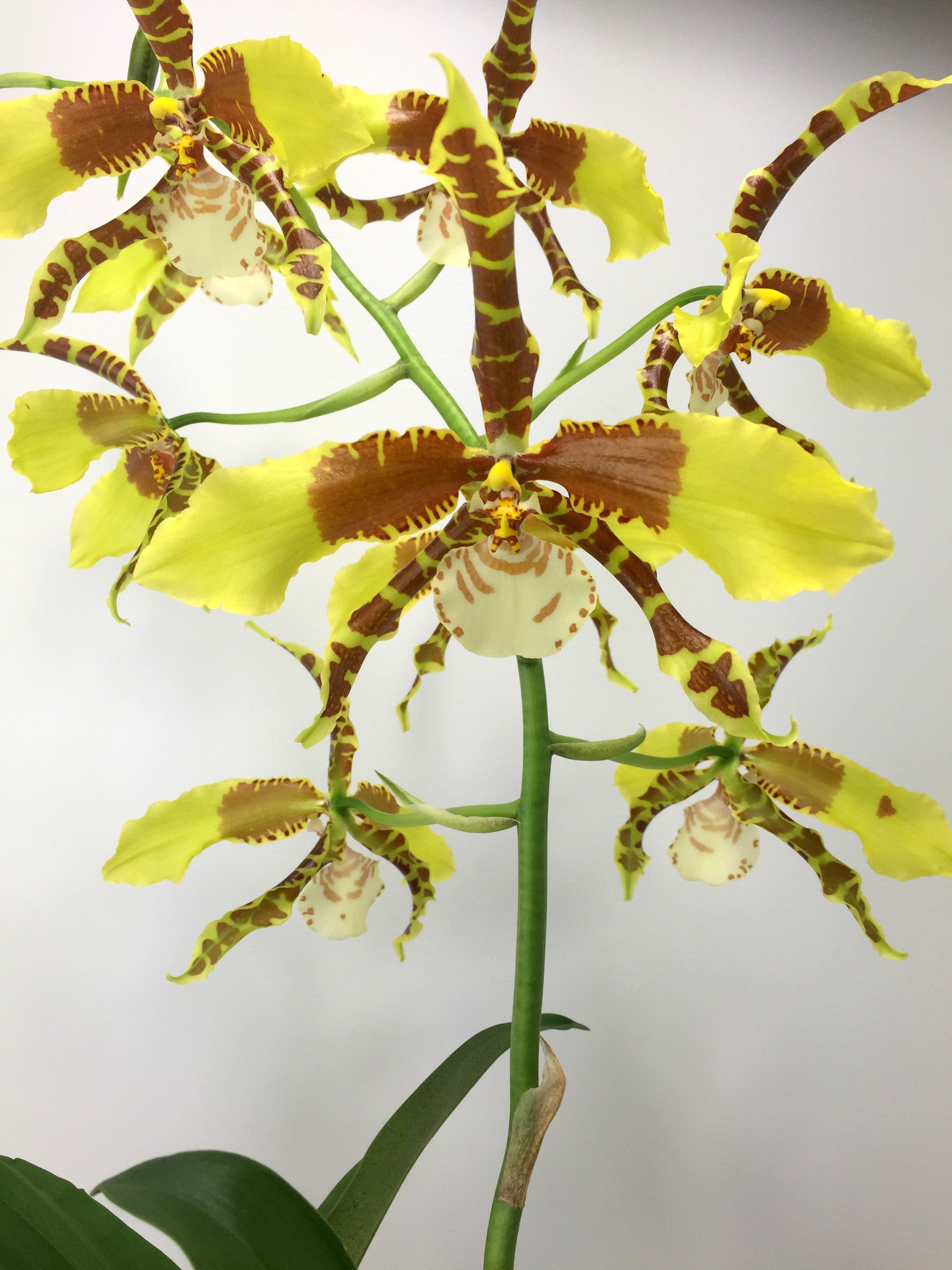 Odontoglossum Rawdon Jester “Great Bee”