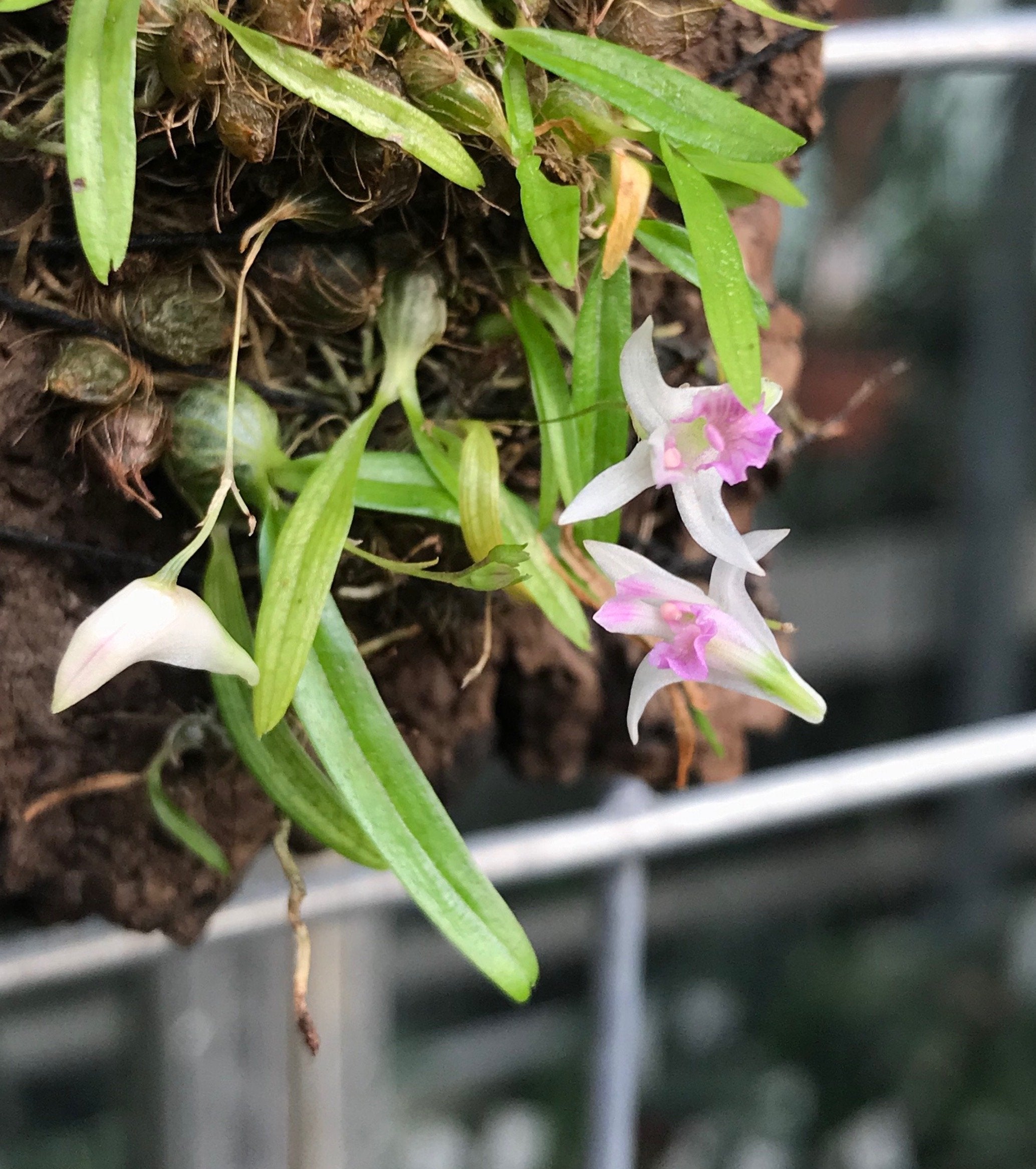 Dendrobium microbulbon
