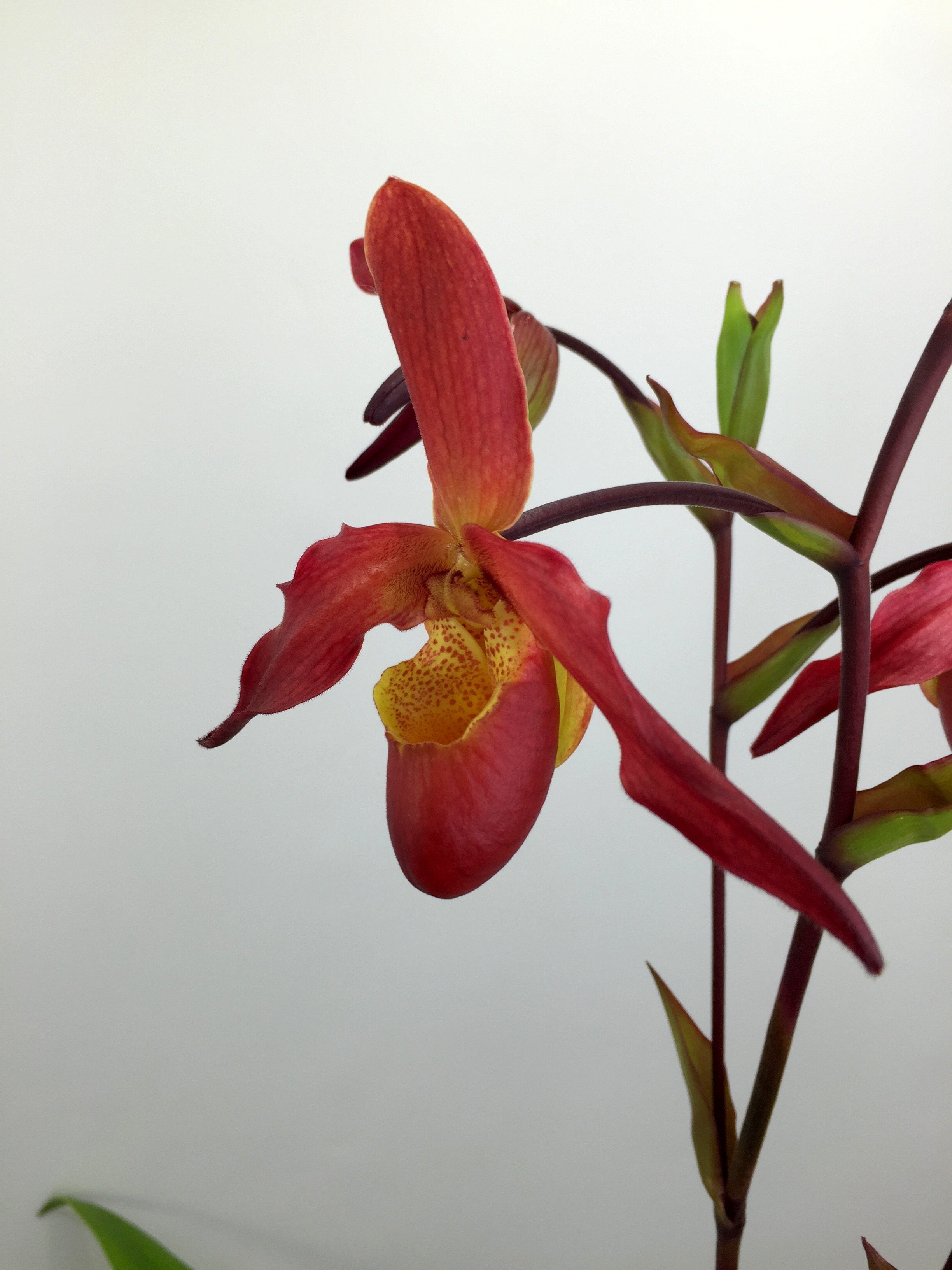 Phragmipedium Living Fire "Big Plant"
