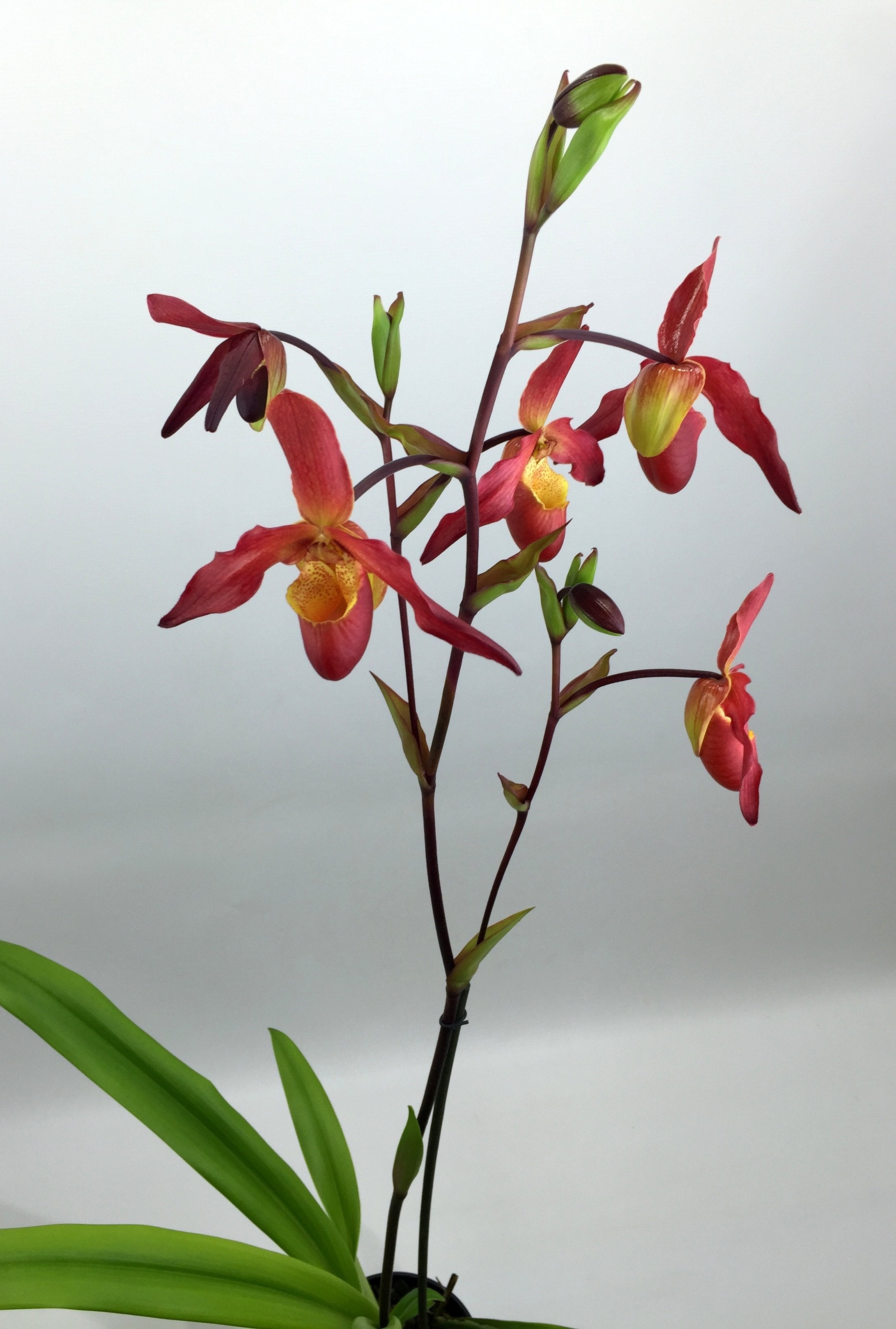 Phragmipedium Living Fire "Big Plant"