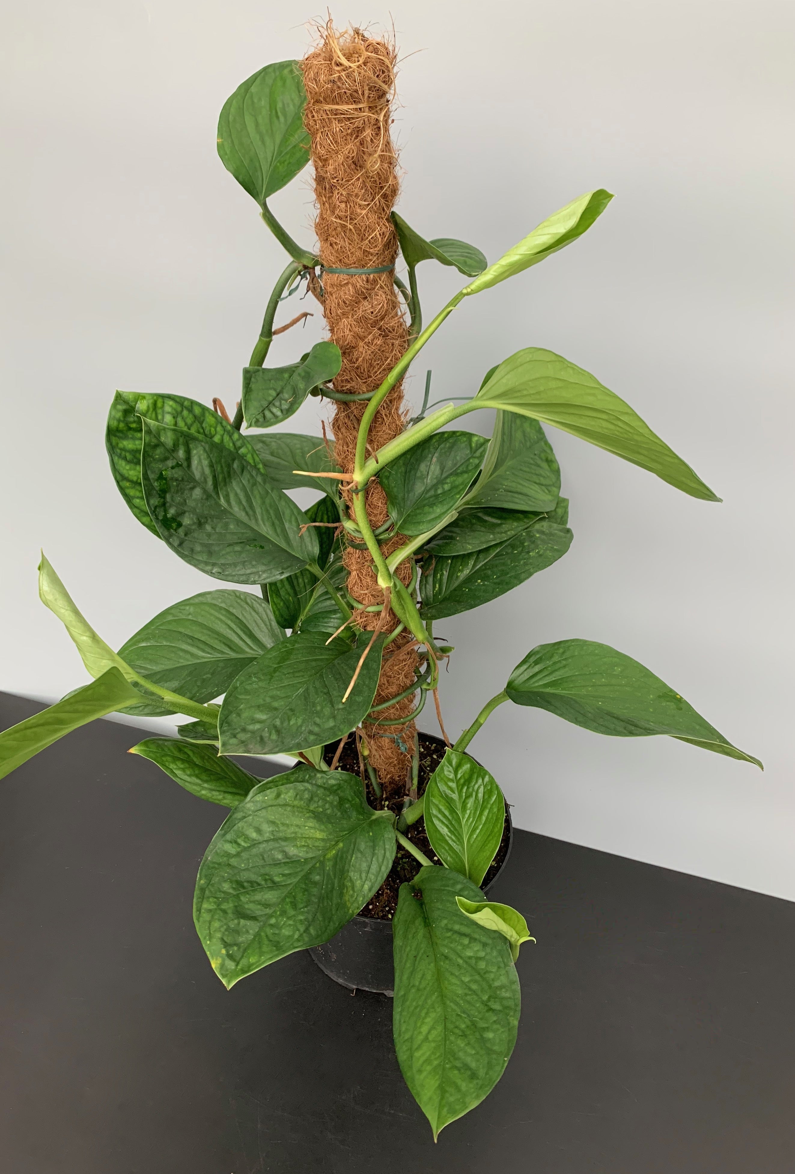 Monstera Siam Spiderman "Groß pflanze"