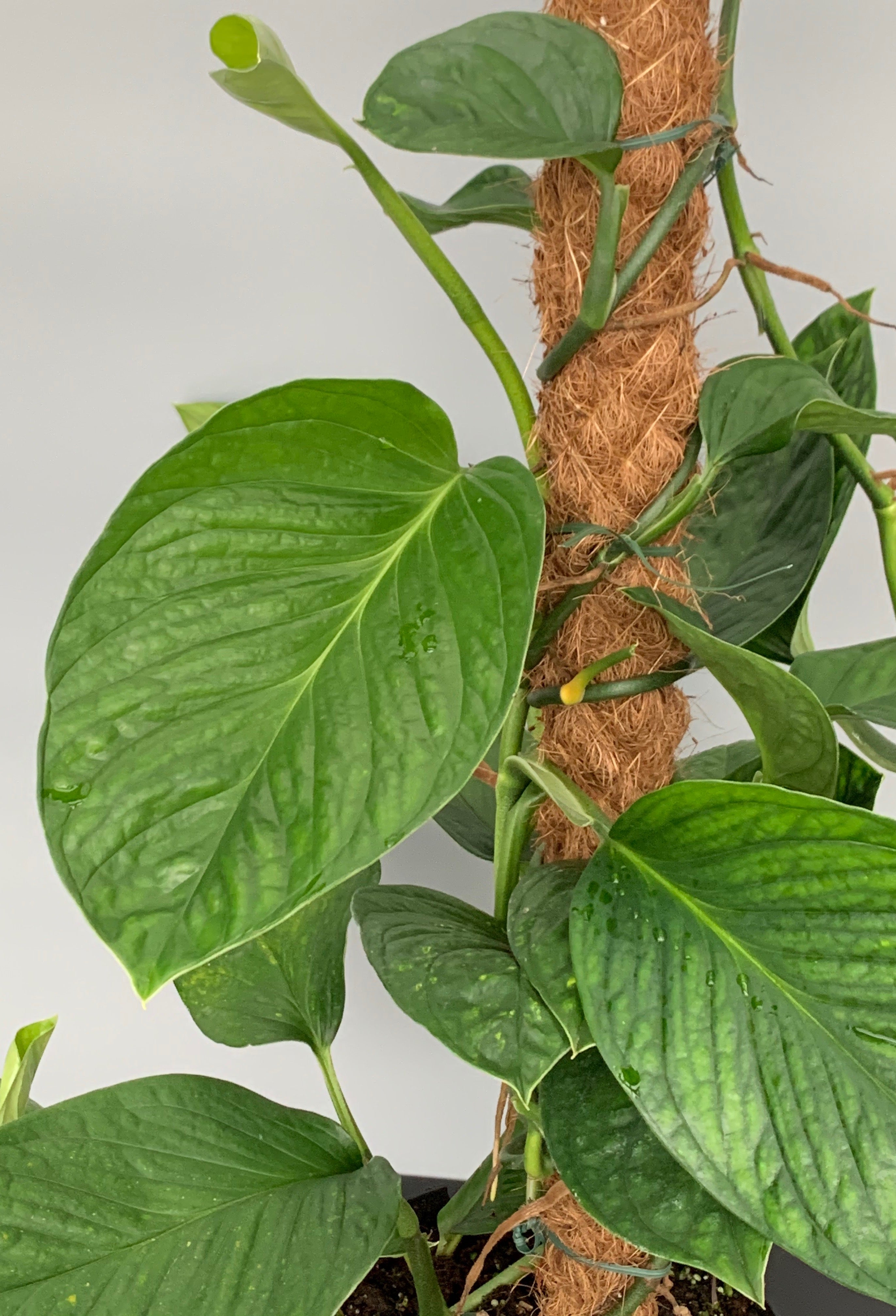 Monstera Siam Spiderman "Groß pflanze"