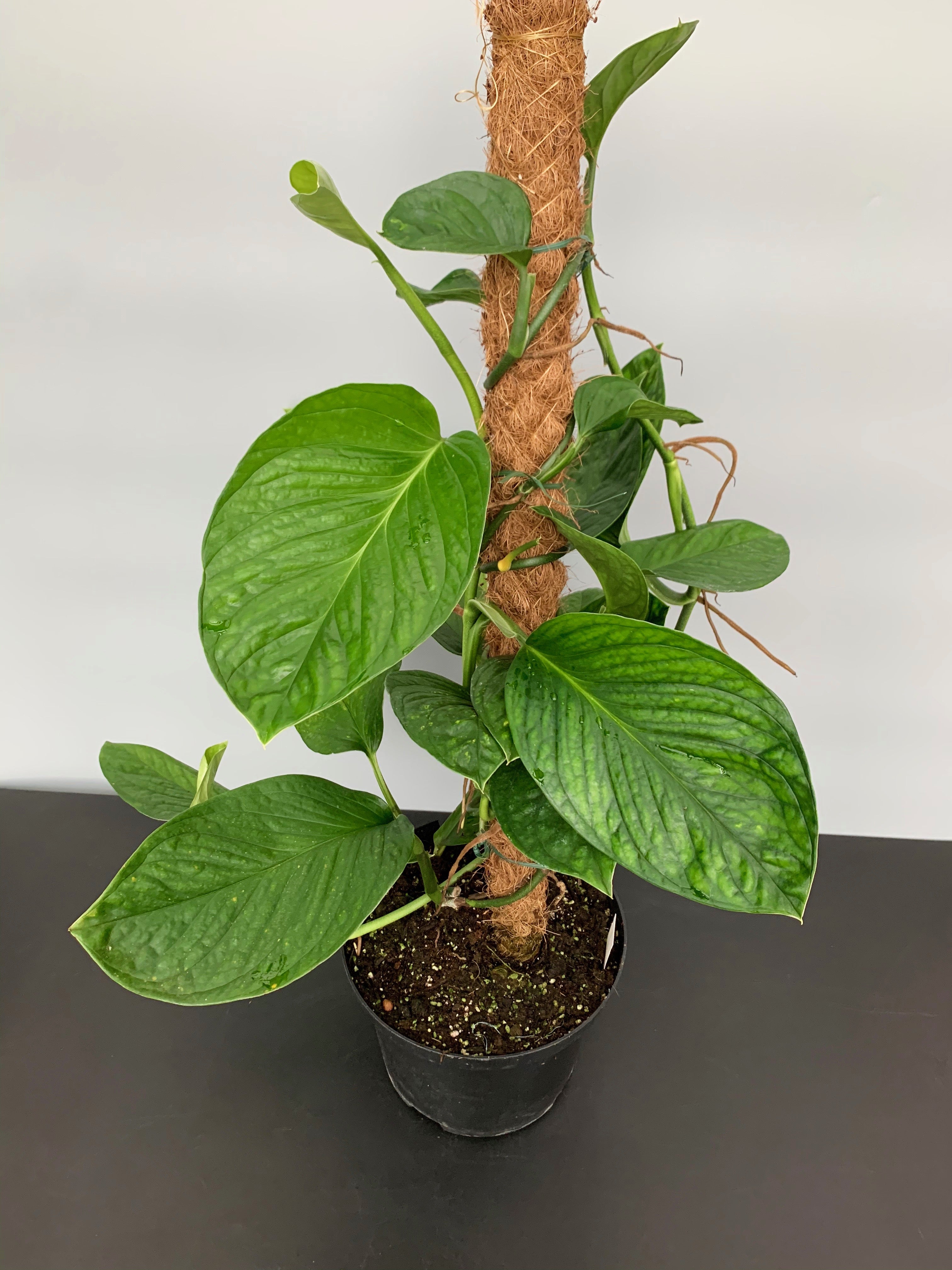 Monstera Siam Spiderman "Groß pflanze"