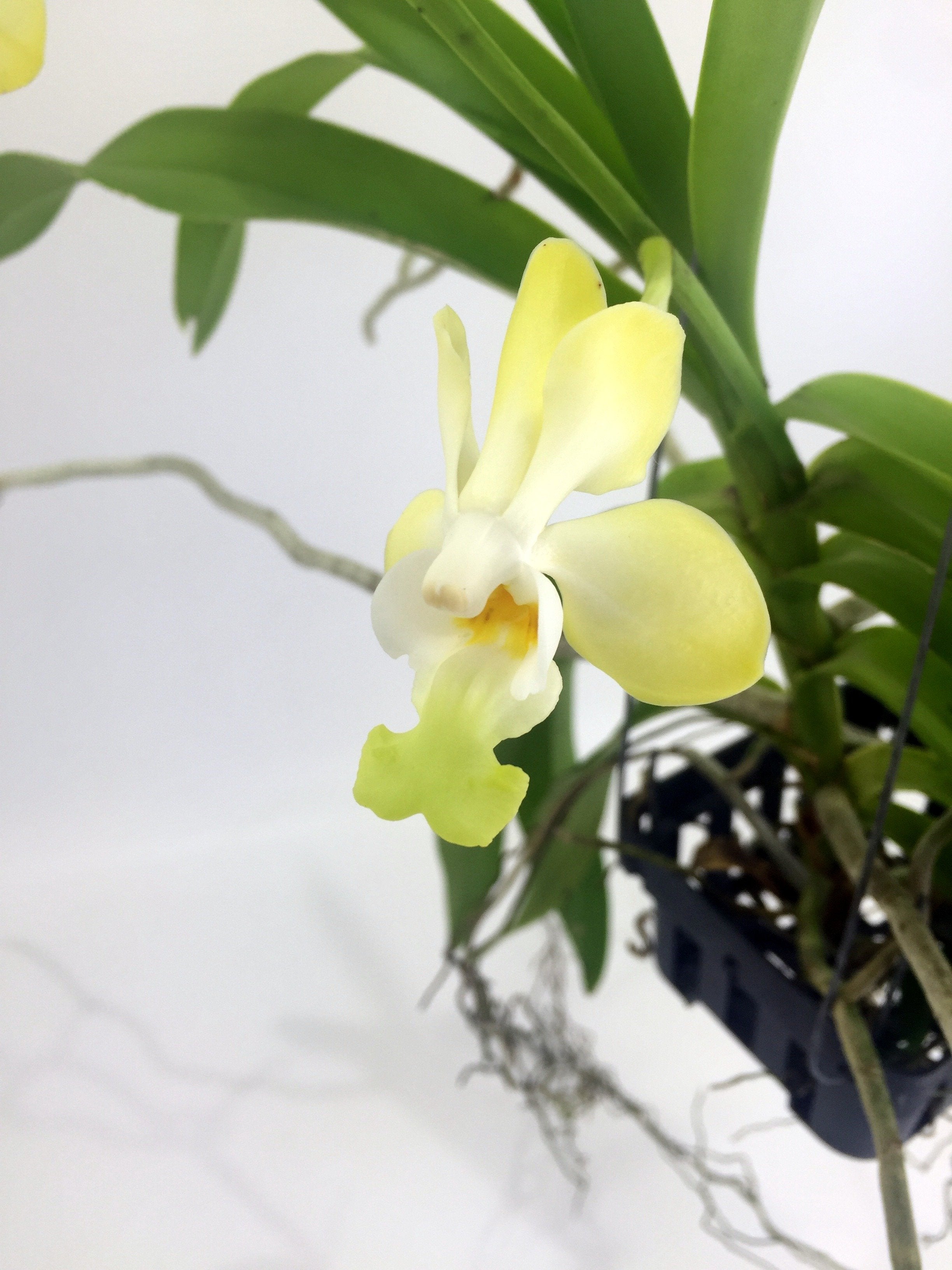 Vanda denisoniana "Yellow"