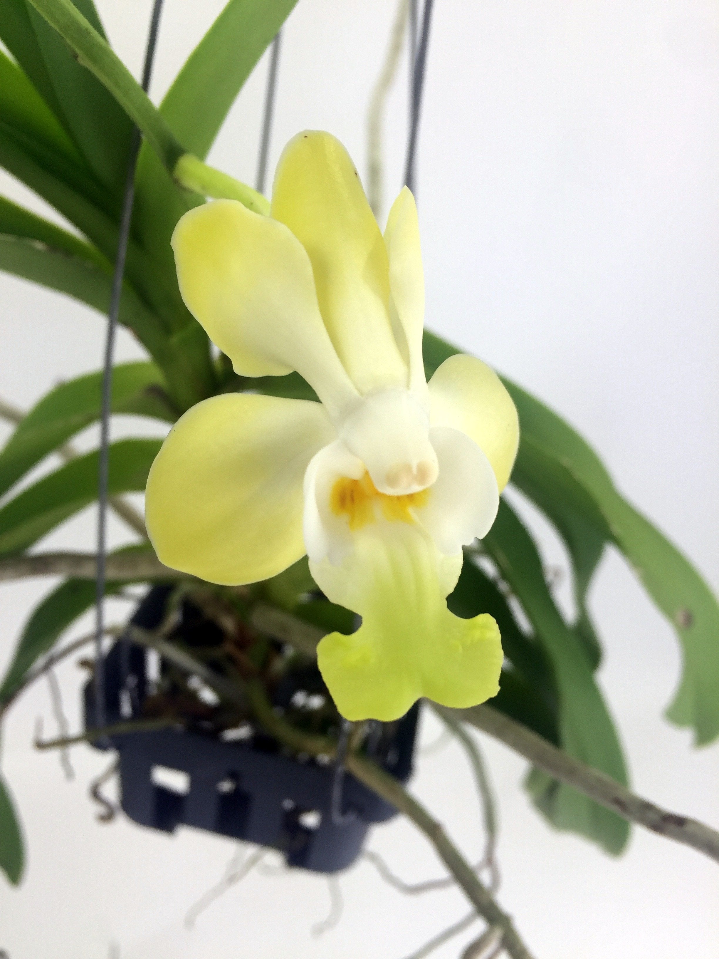 Vanda denisoniana "Yellow"