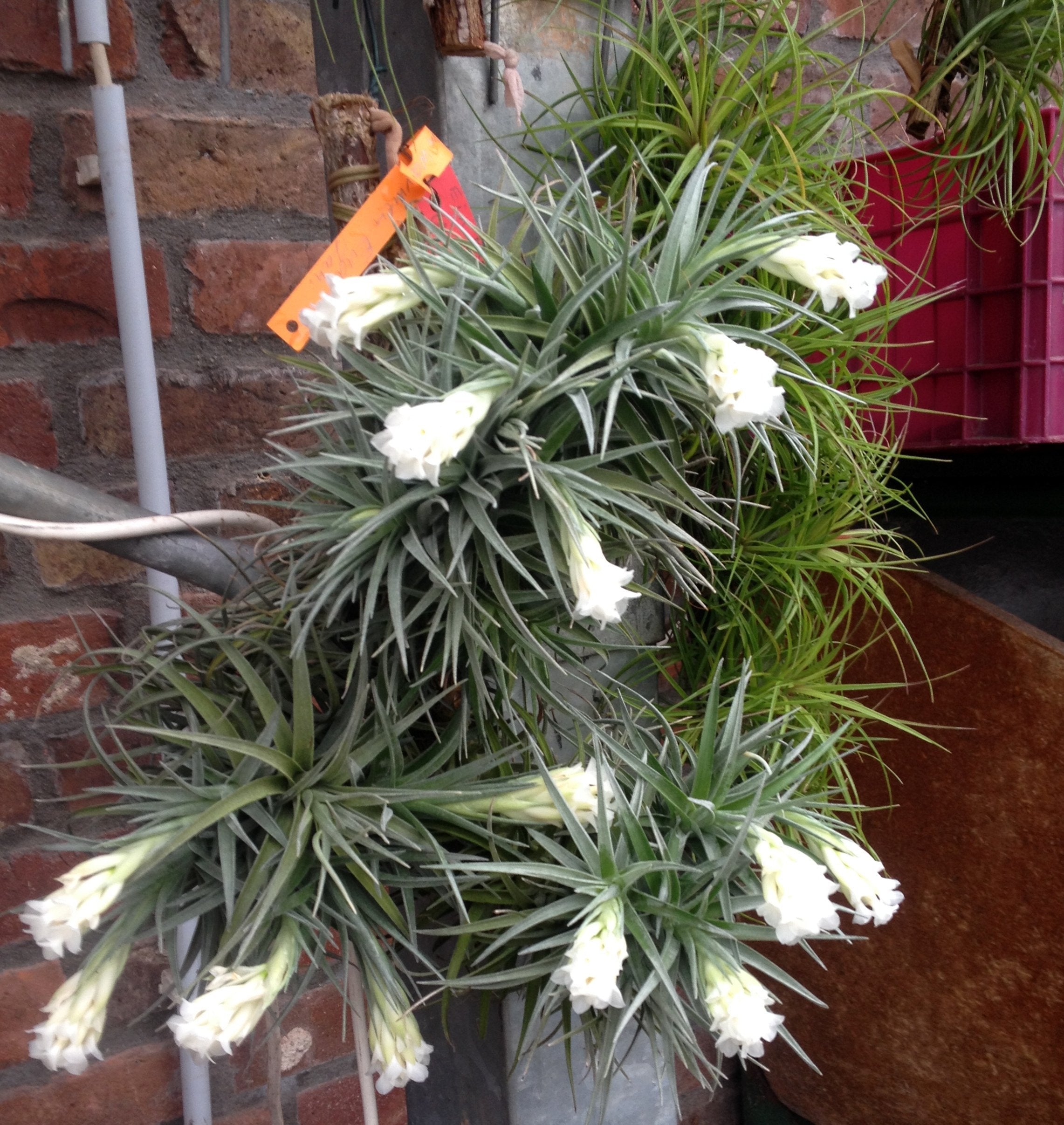 Tillandsia aeranthos var. alba