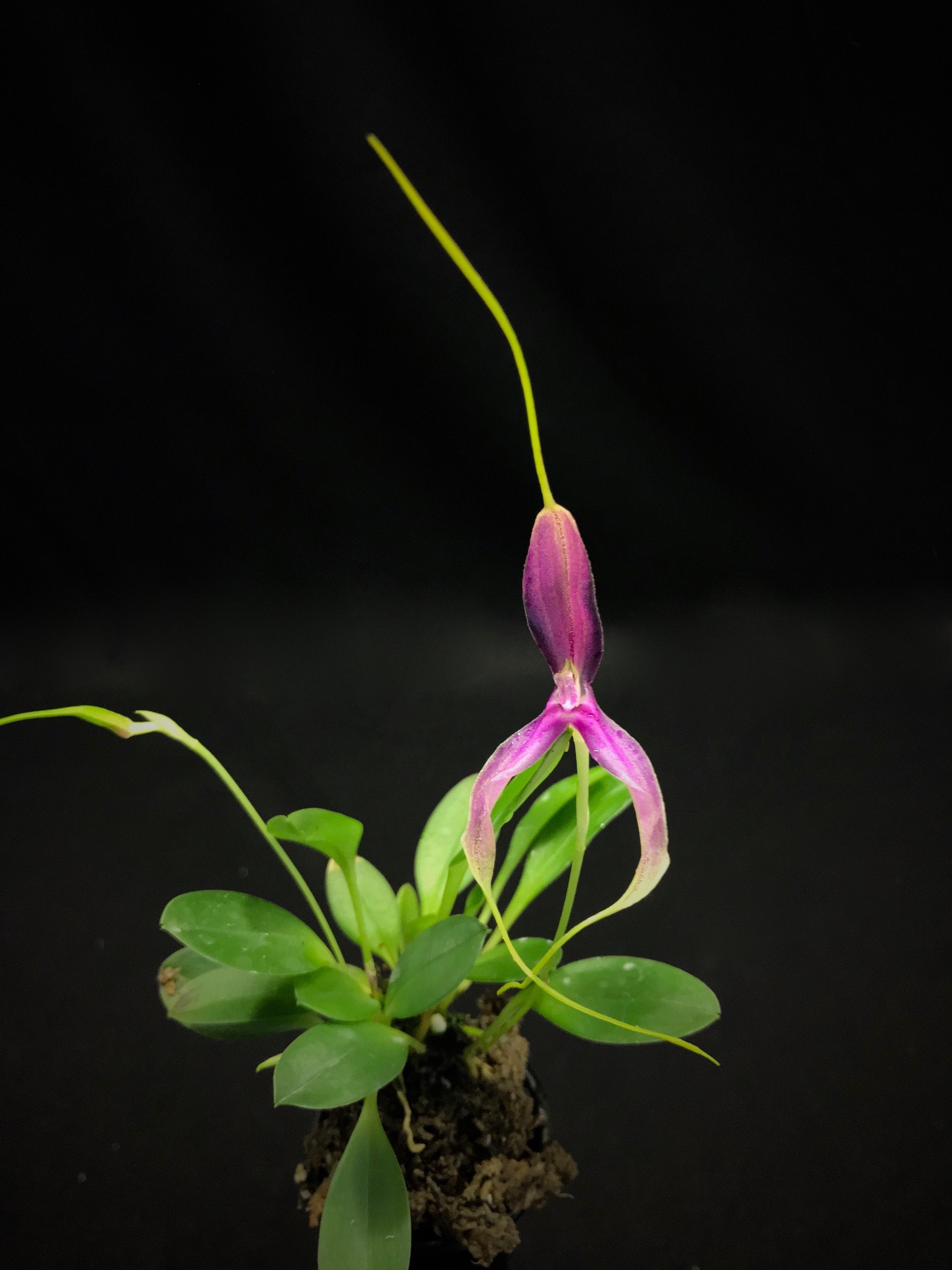 Masdevallia setacea ''special dark, unique selection''