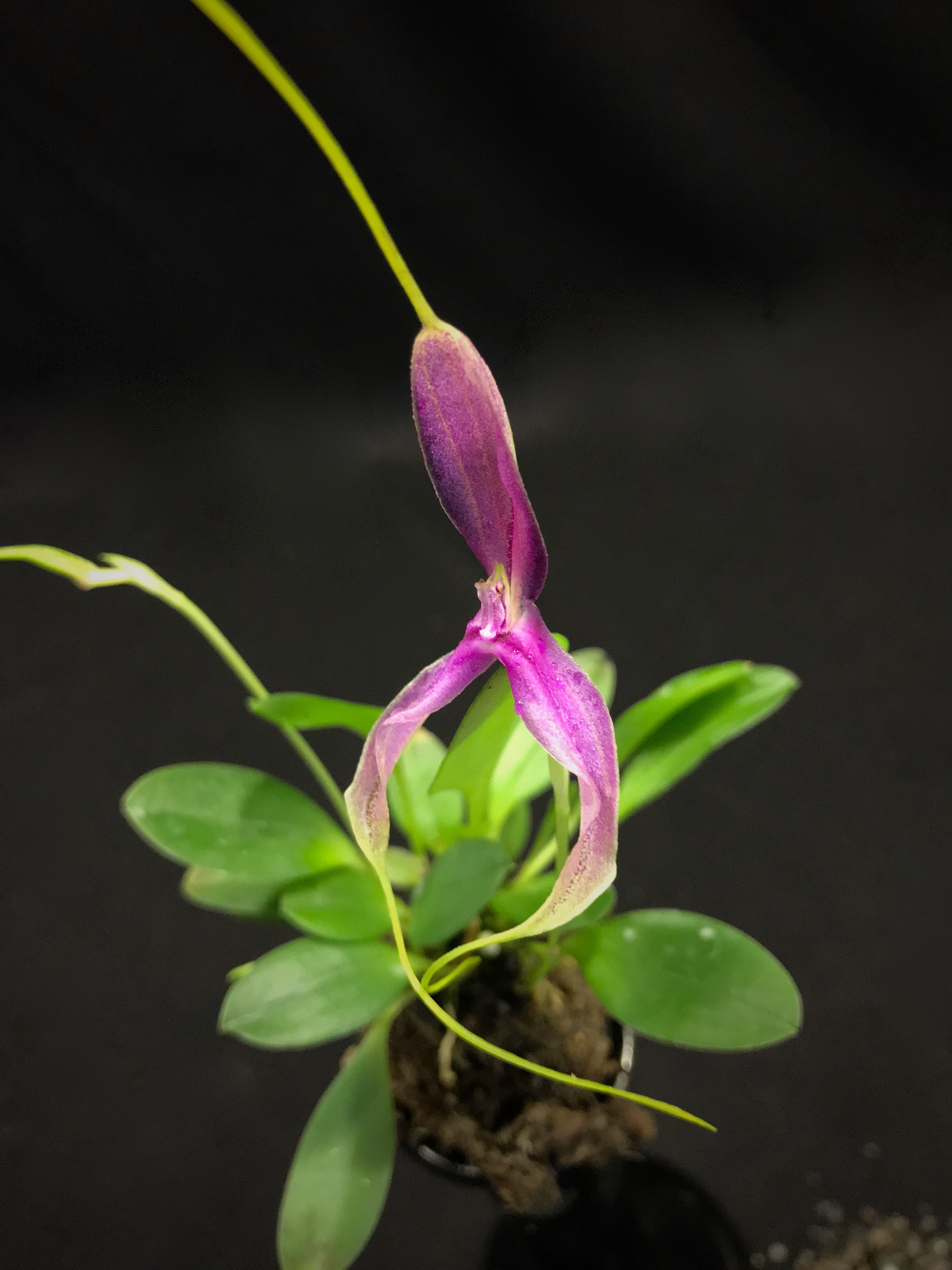 Masdevallia setacea ''special dark, unique selection''