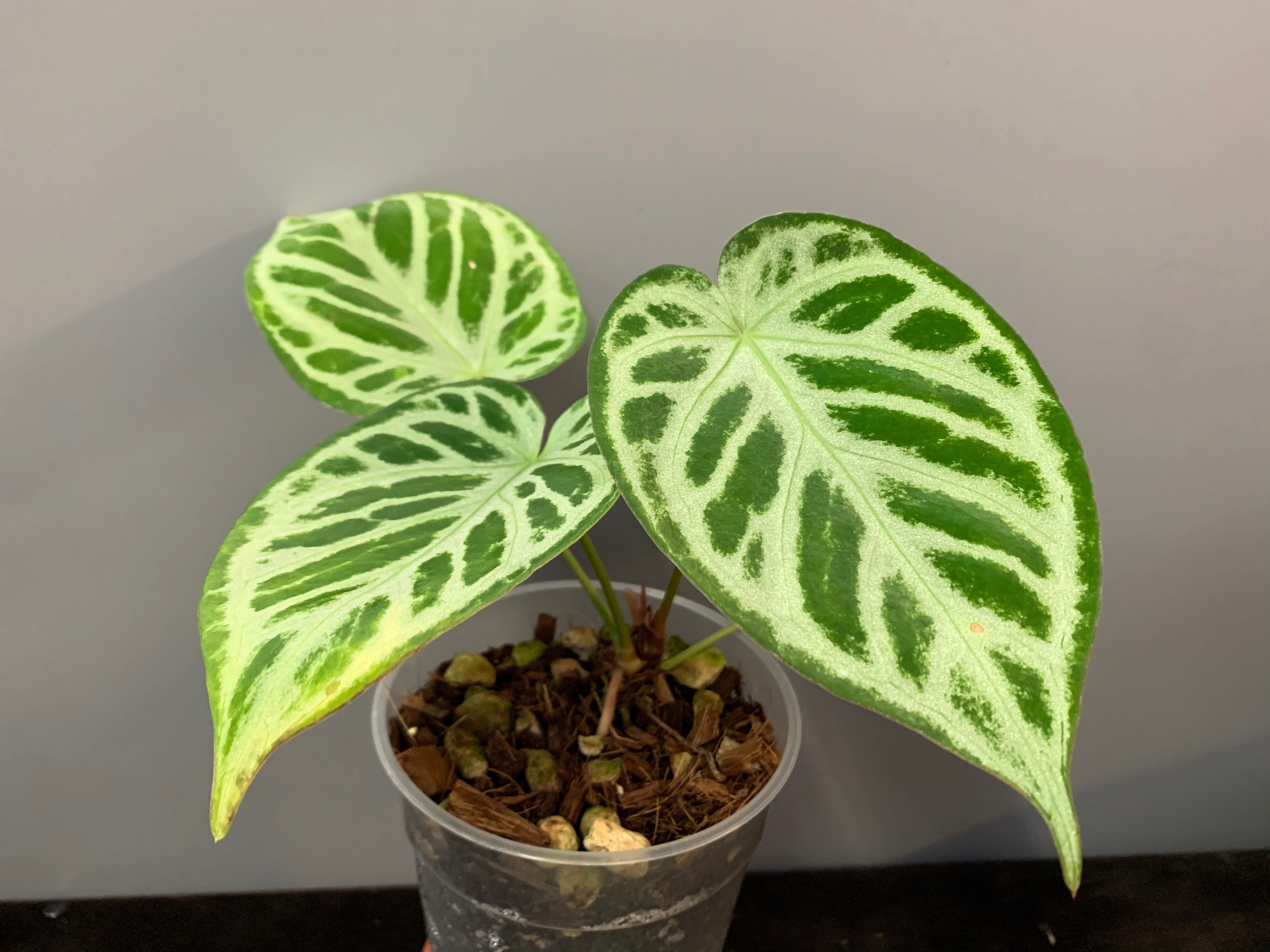 Anthurium crystallinum "Silver Queen" (Groß pflanze)