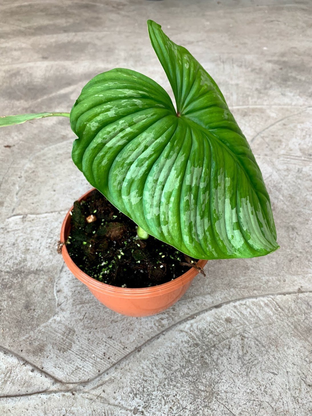 Philodendron mamei