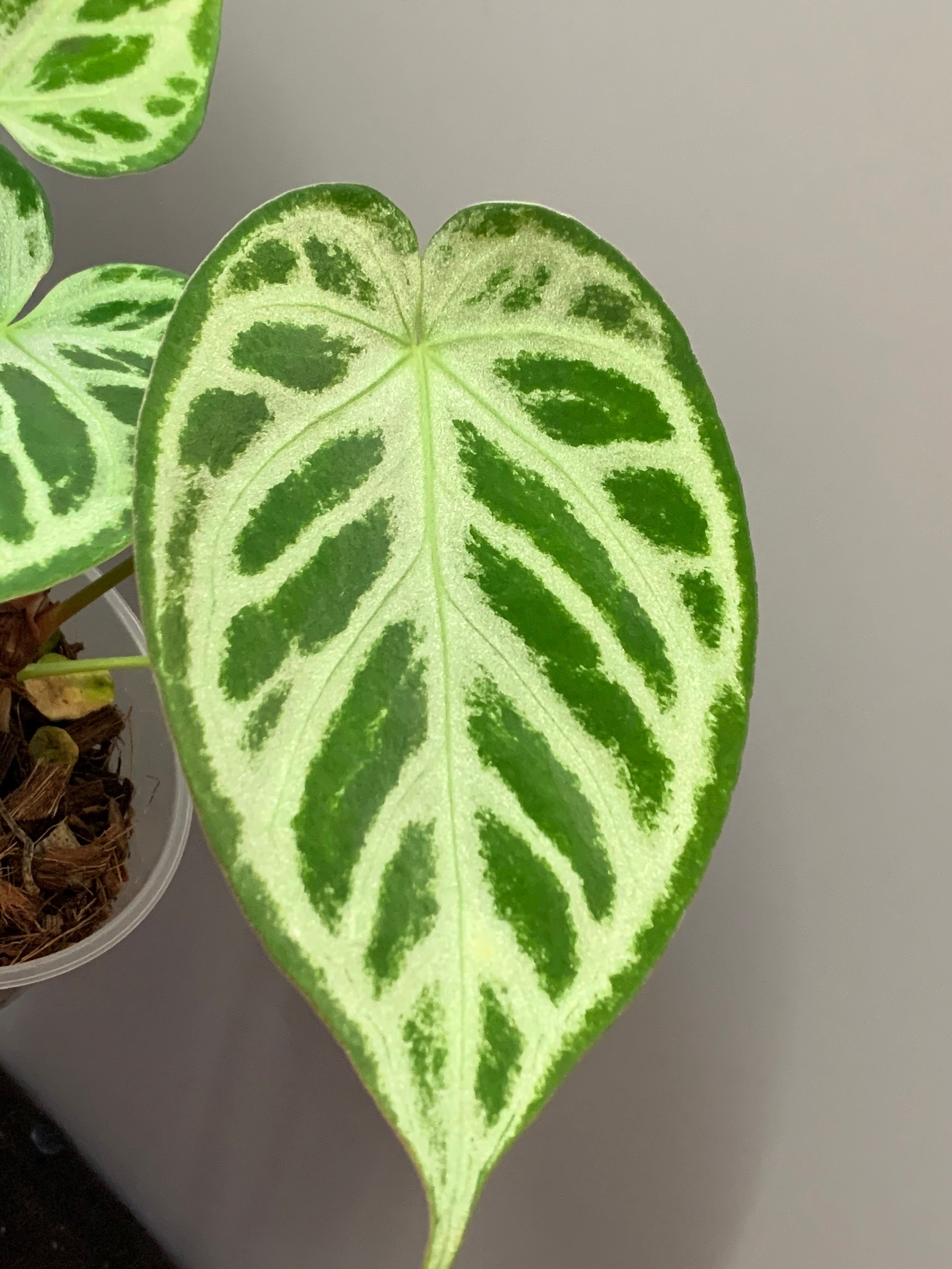 Anthurium crystallinum "Silver Queen" (Groß pflanze)
