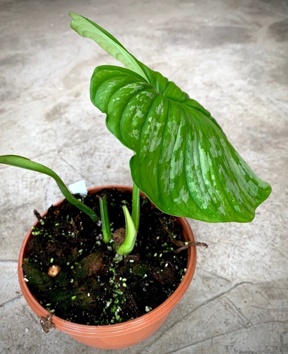 Philodendron mamei