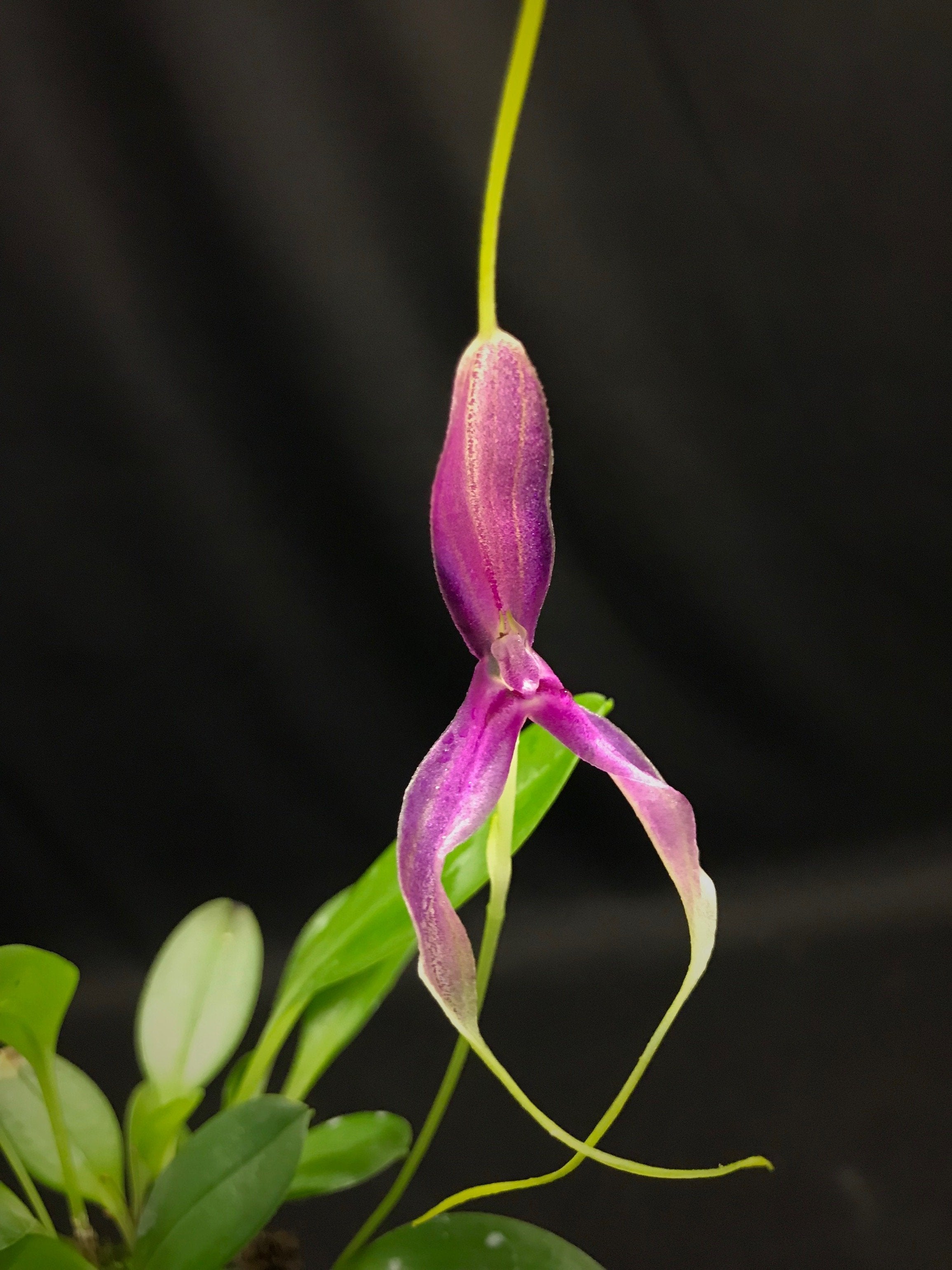 Masdevallia setacea ''special dark, unique selection''