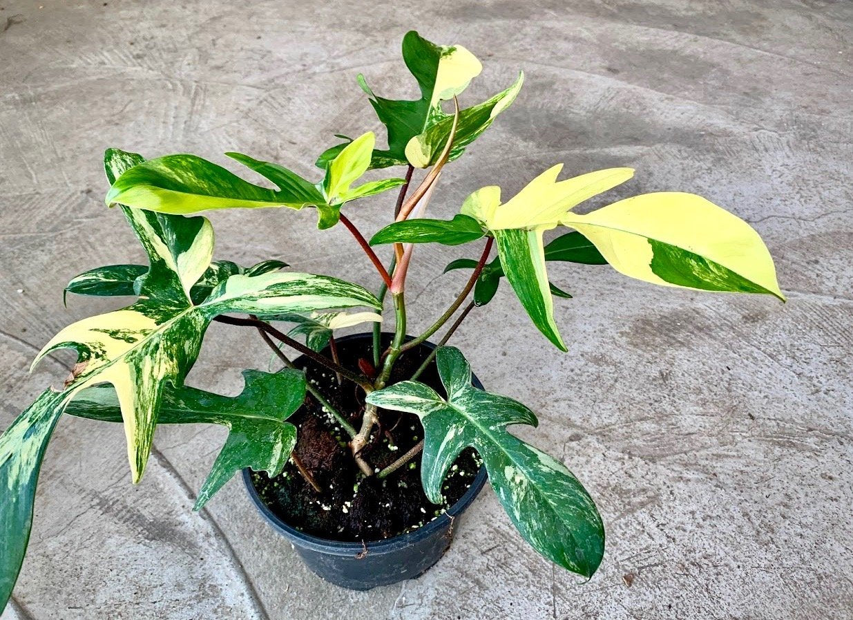 Philodendron Florida Beauty (2/3 leaves)