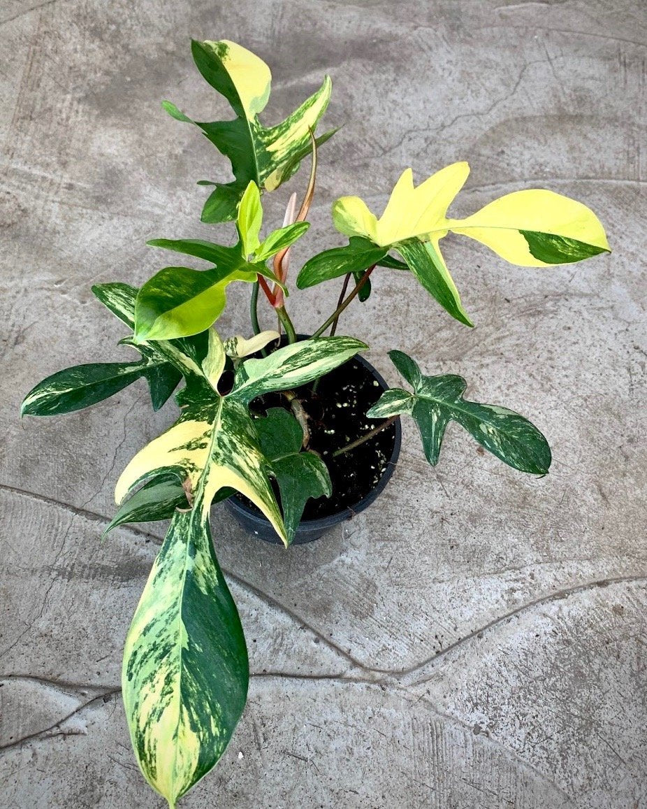 Philodendron Florida Beauty (4-6 Blätter) Hoch Variegated